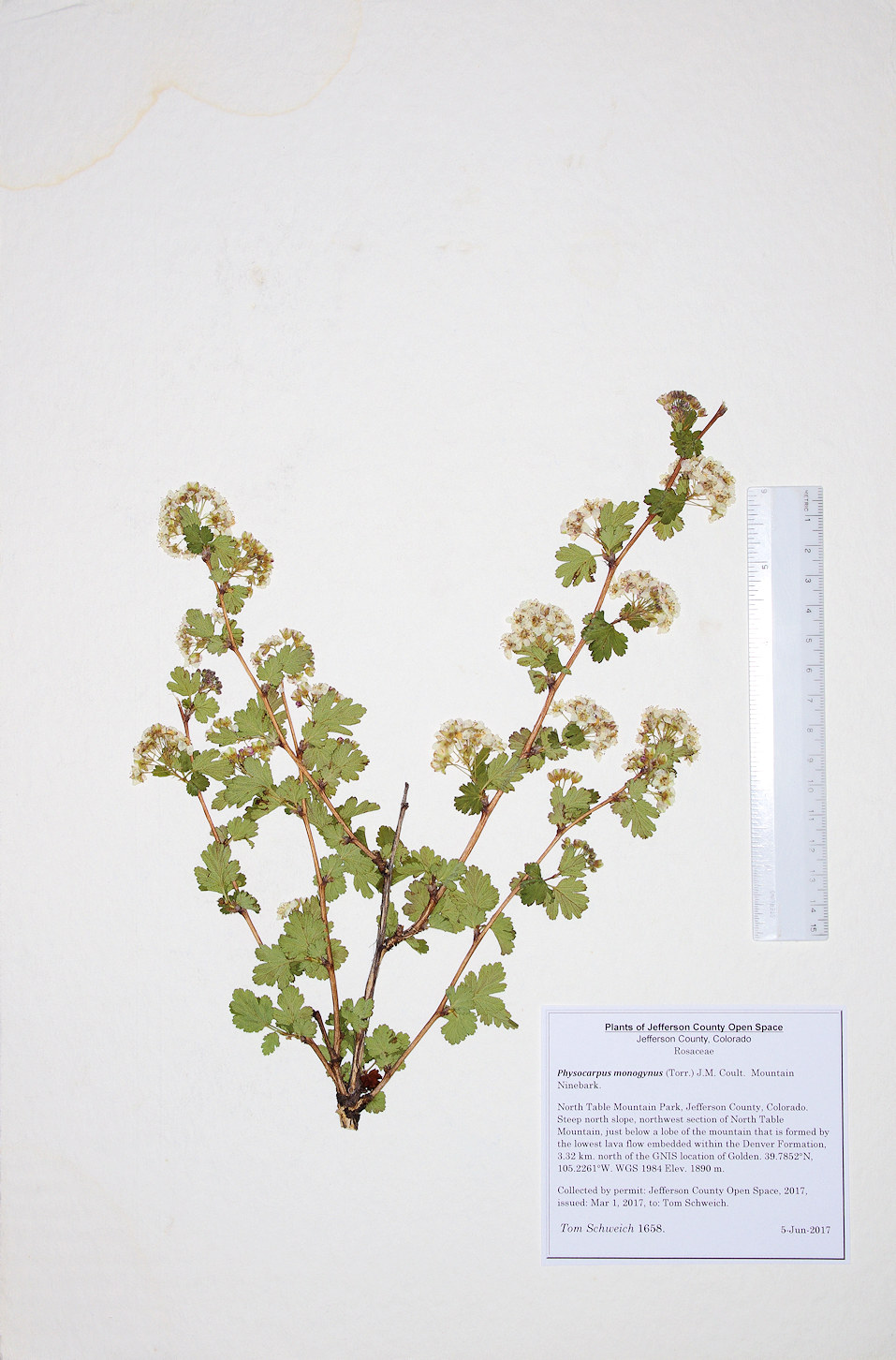 Rosaceae Physocarpus monogynus