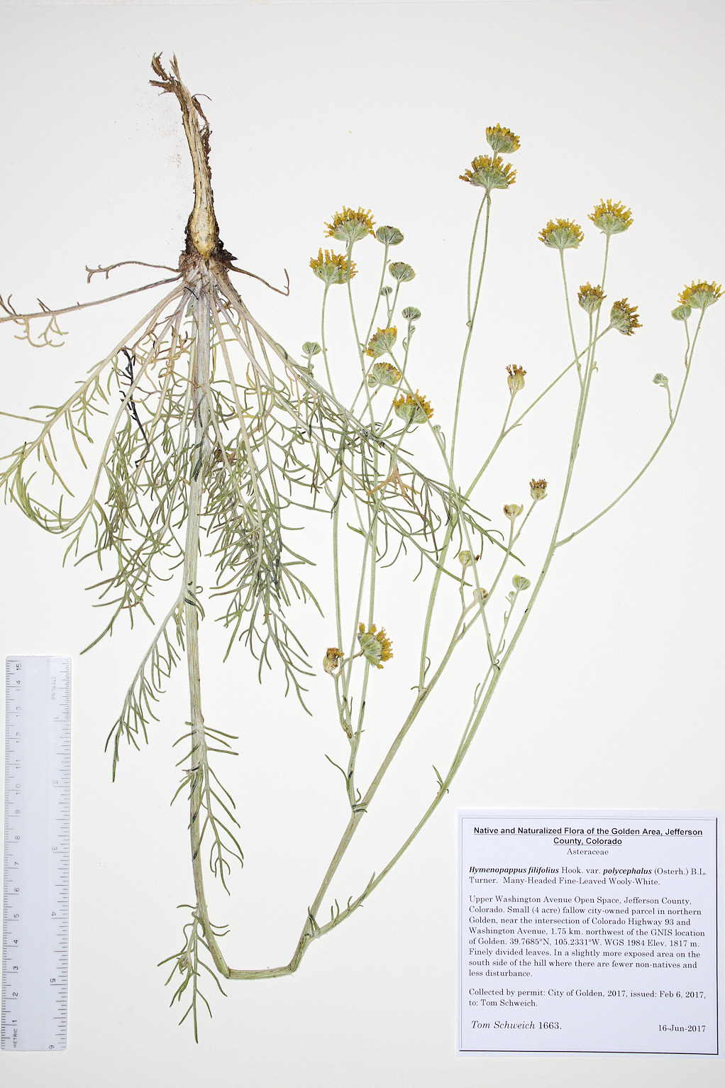 Asteraceae Hymenopappus filifolius polycephalus