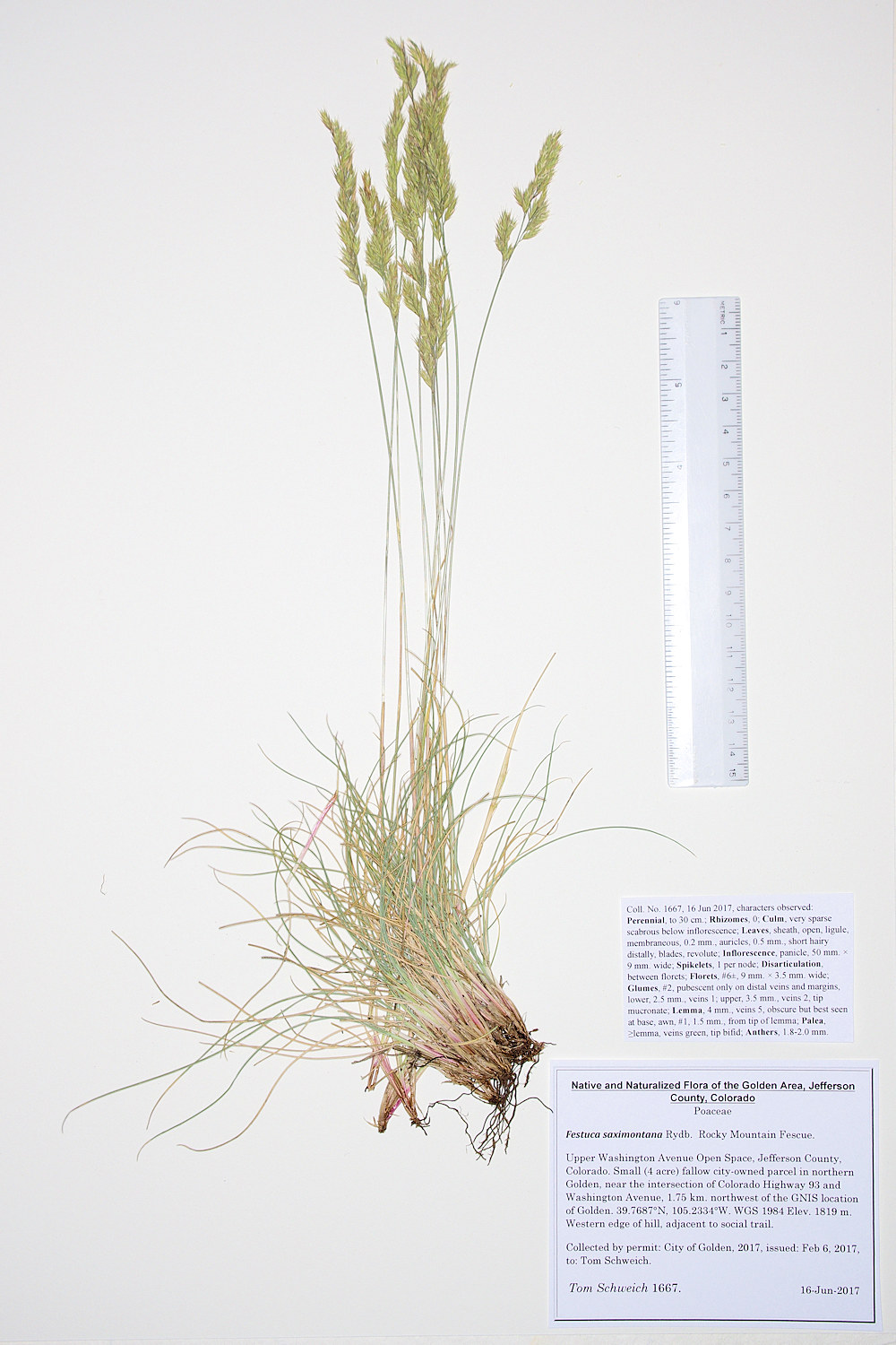 Poaceae Festuca saximontana