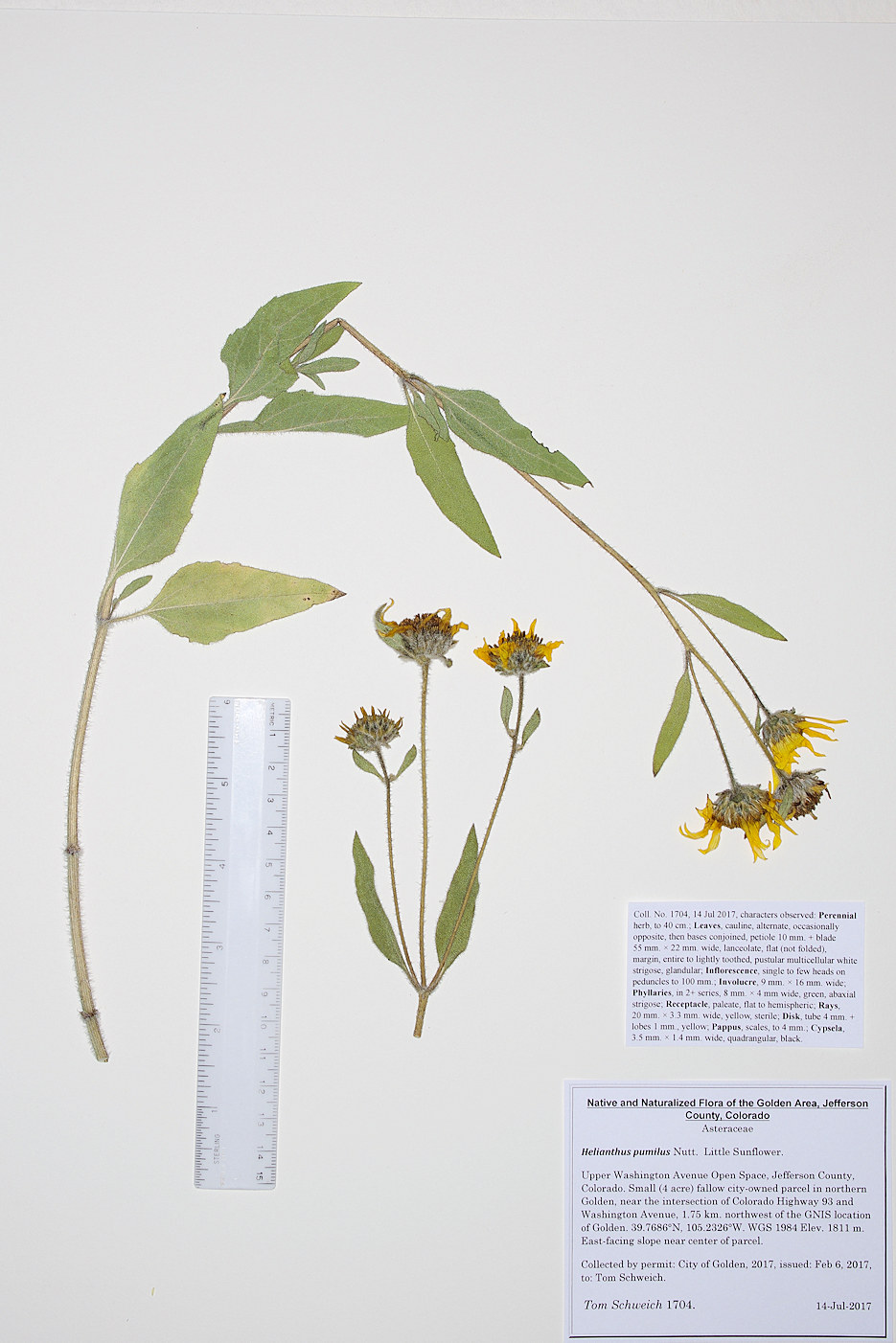 Asteraceae Helianthus pumilus