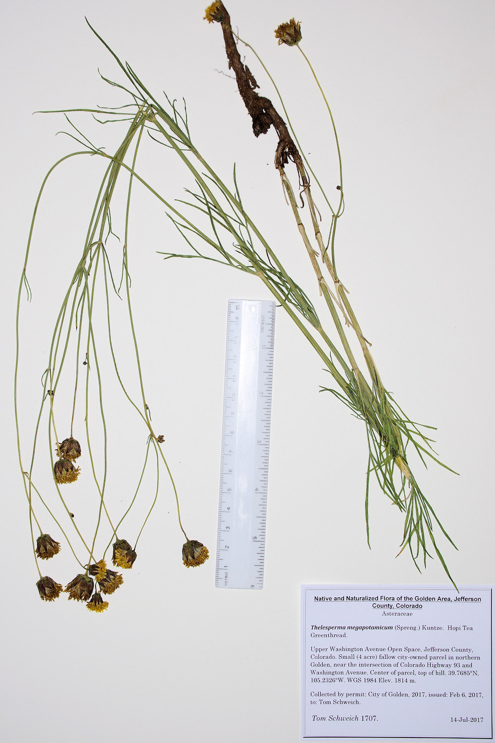 Asteraceae Thelesperma megapotamicum