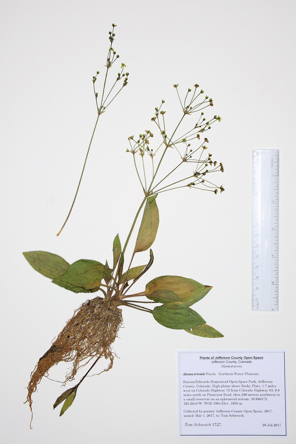 Alismataceae Alisma trivale