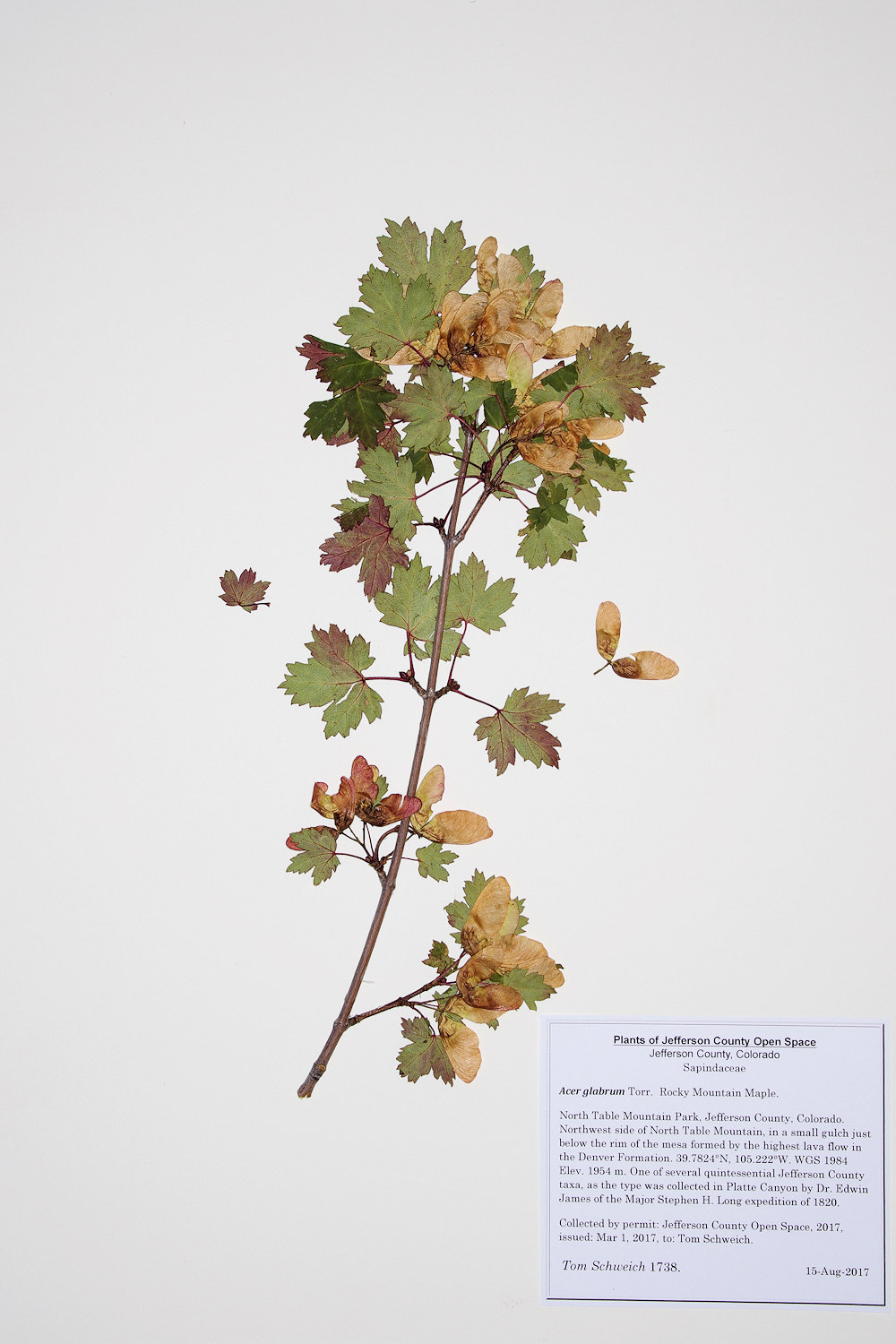 Sapindaceae Acer glabrum
