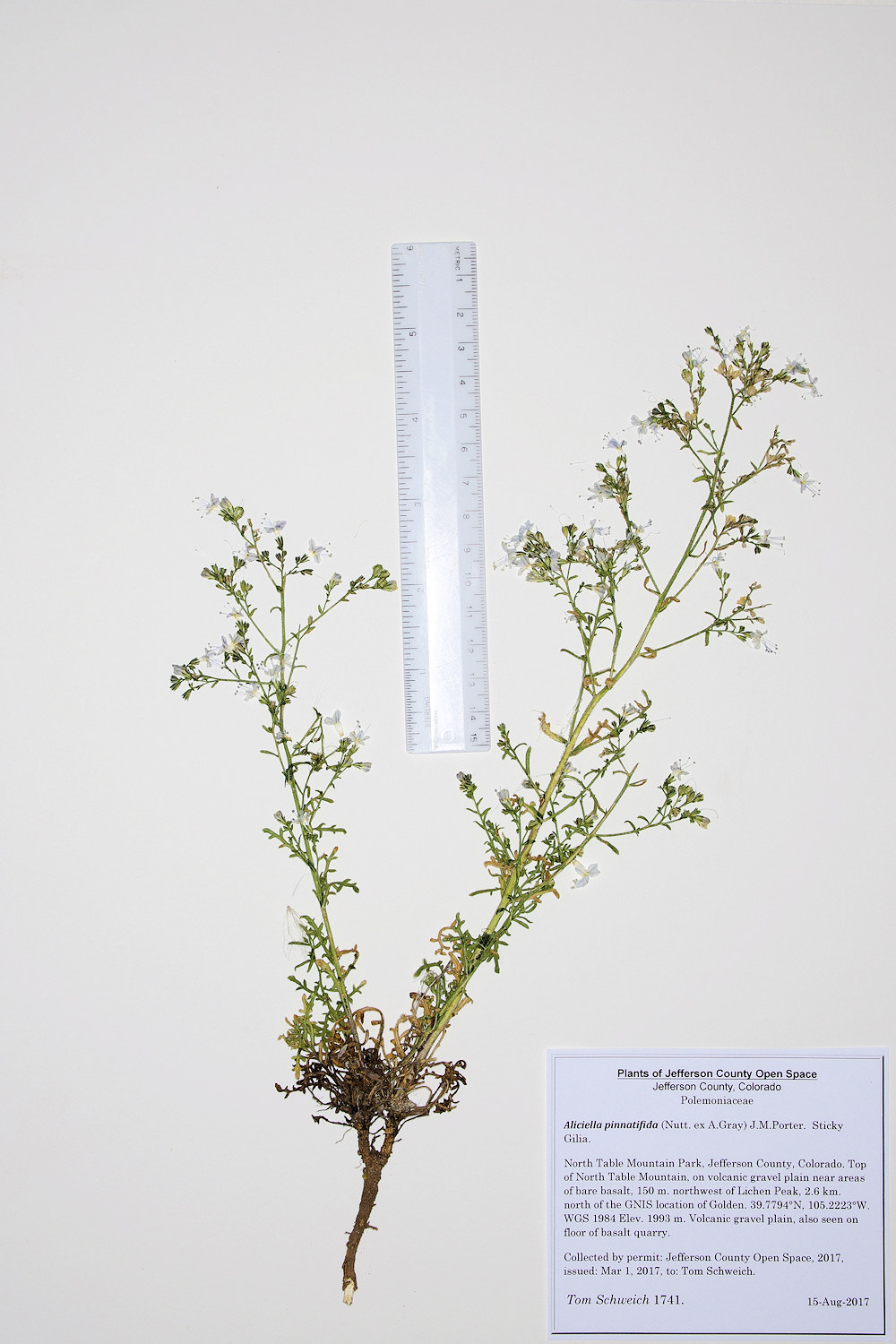 Polemoniaceae Aliciella pinnatifida