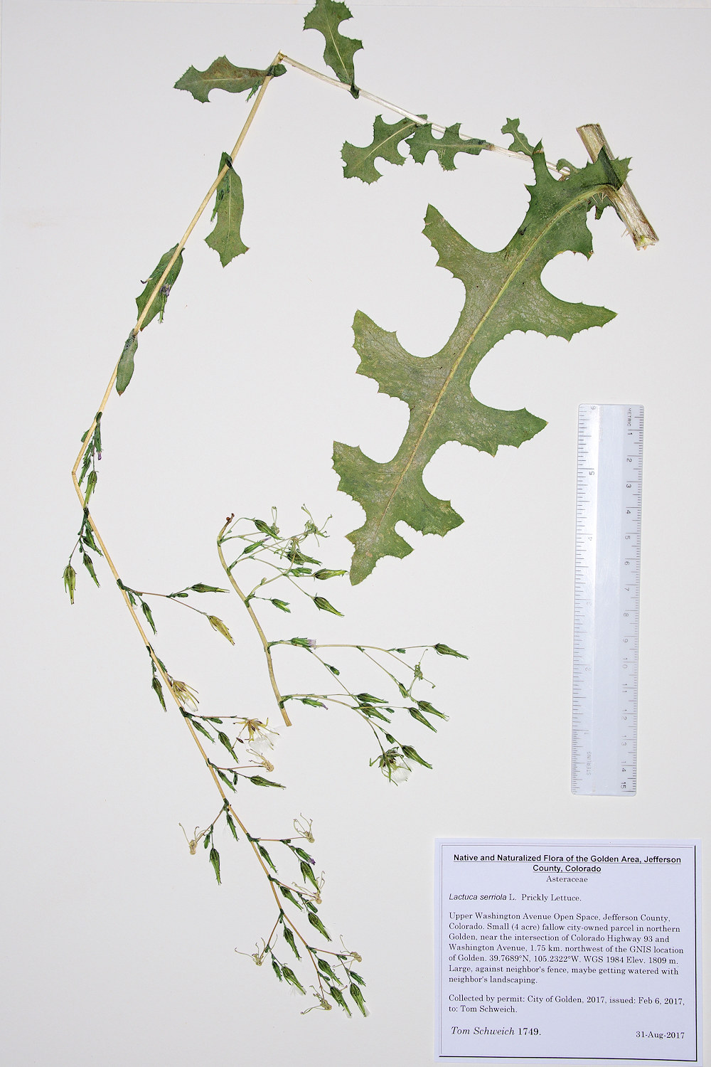 Asteraceae Lactuca serriola