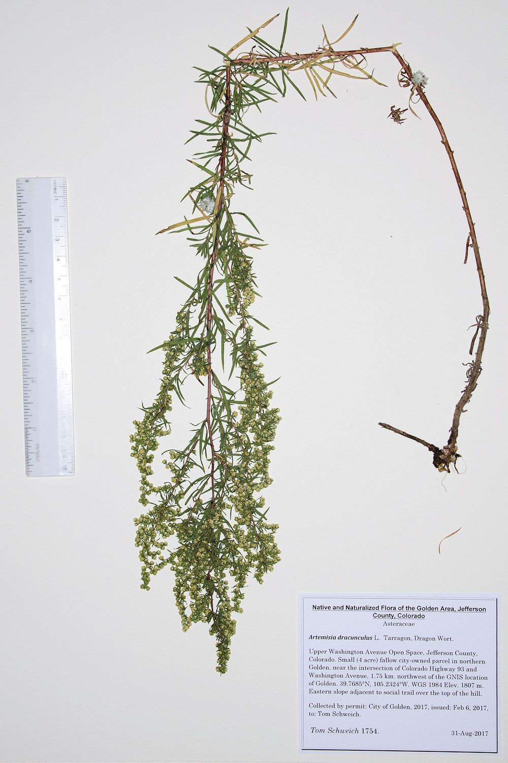Asteraceae Artemisia dracunculus