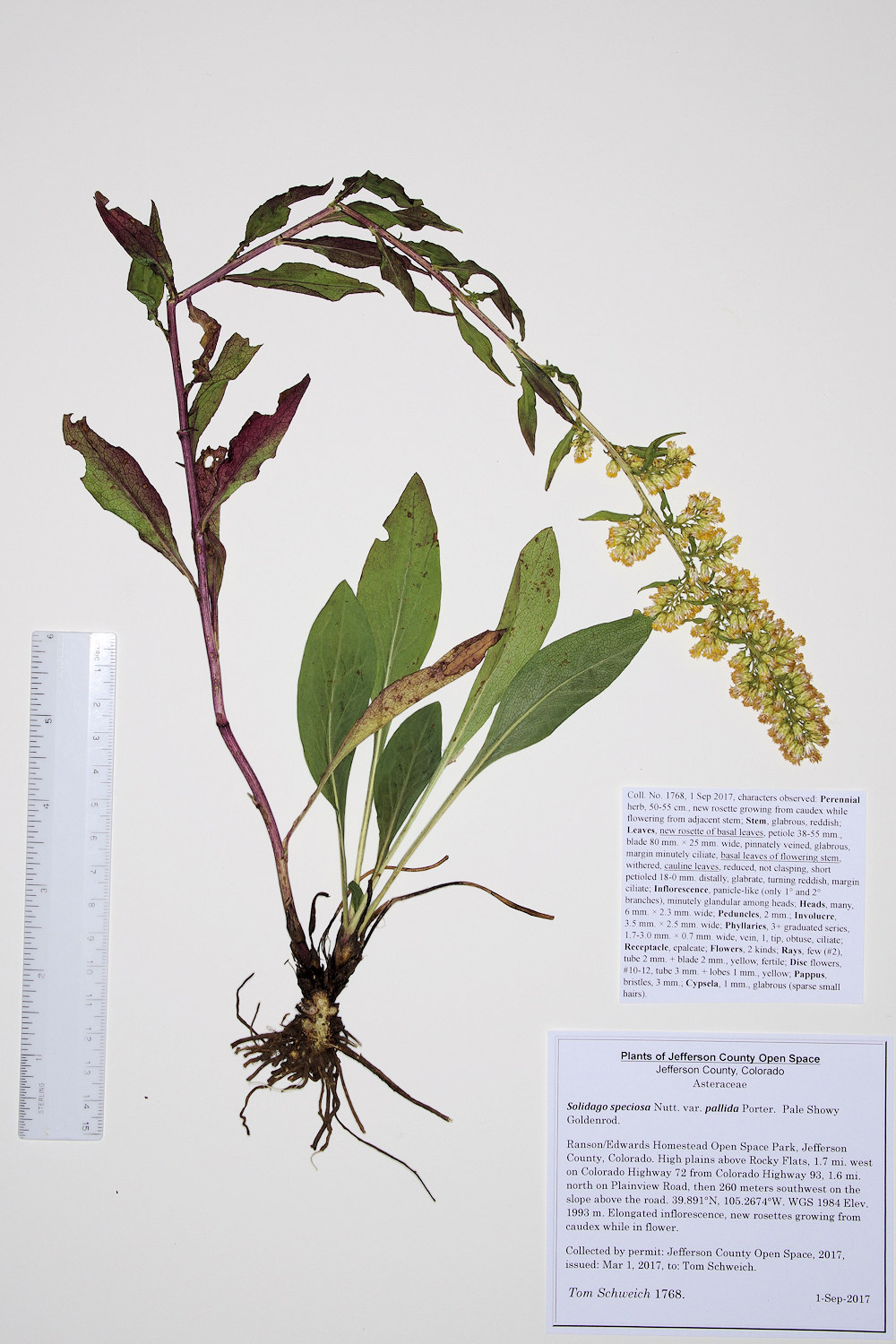 Asteraceae Solidago speciosa pallida