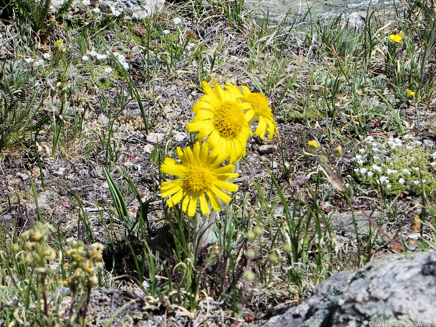 Asteraceae, Hymenoxys grandiflora