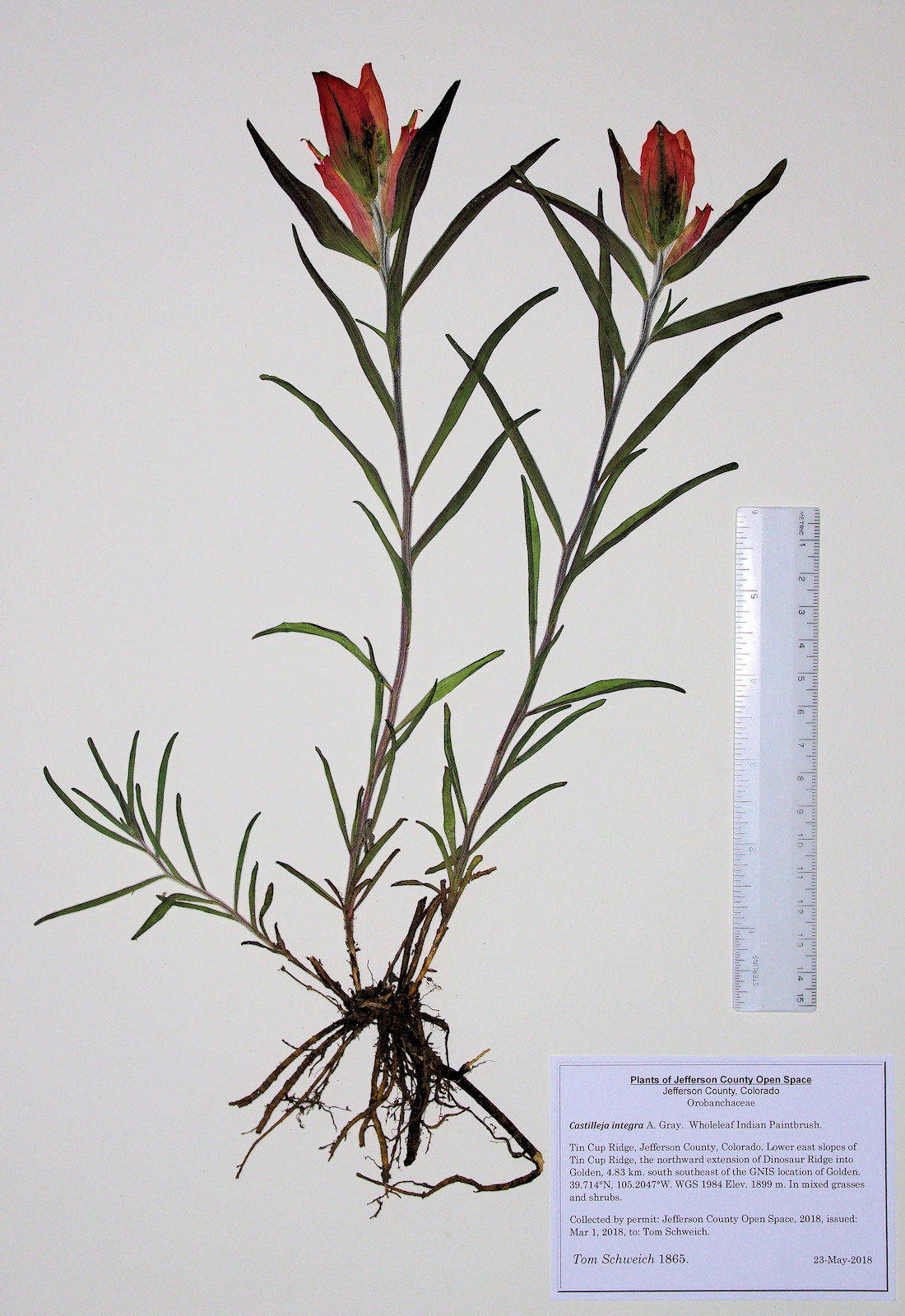 Orobanchaceae Castilleja integra