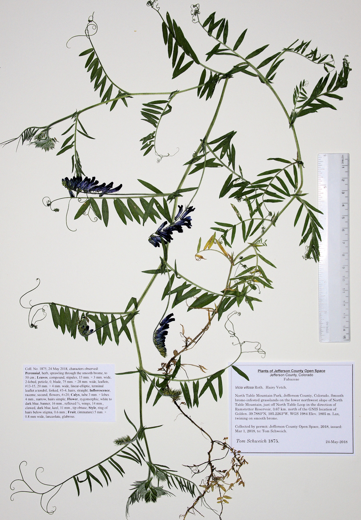 Fabaceae Vicia villosa