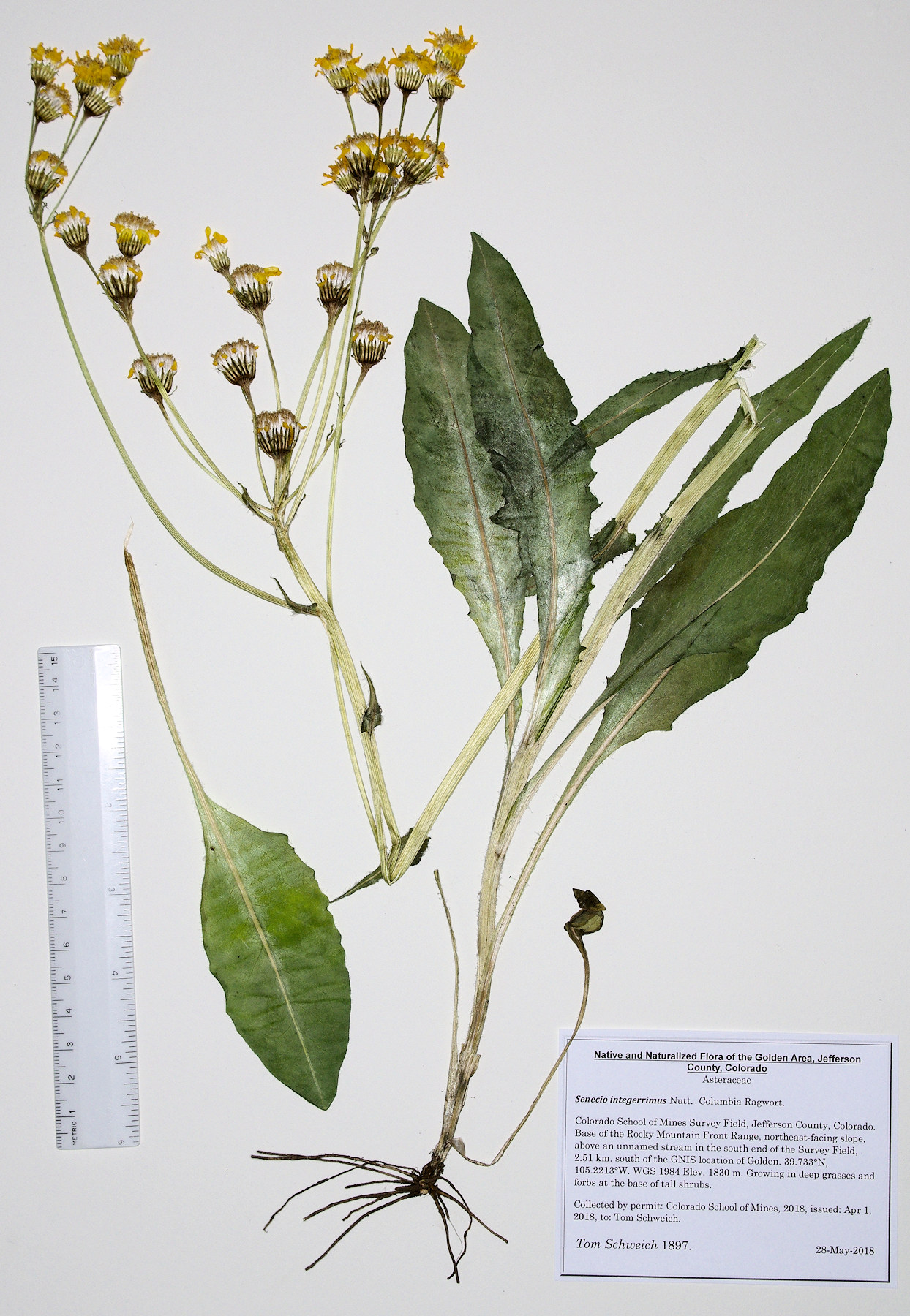 Asteraceae Senecio integerrimus