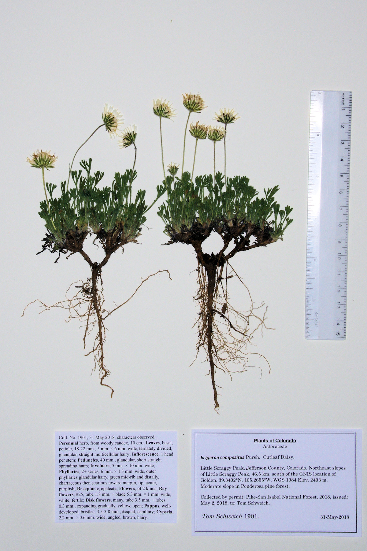 Asteraceae Erigeron compositus