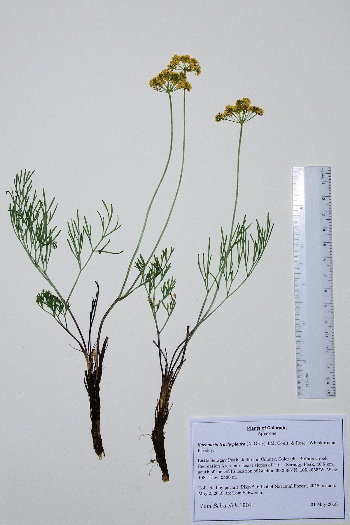 Apiaceae Harbouria trachypleura