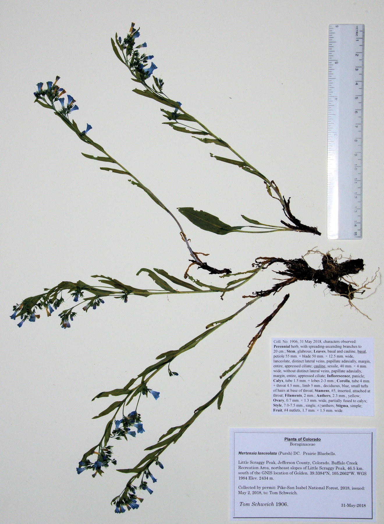 Boraginaceae Mertensia lanceolata