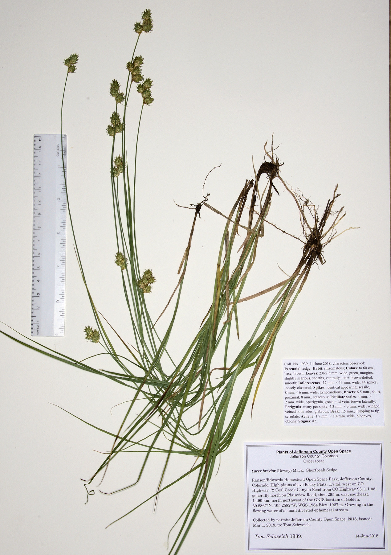 Cyperaceae Carex brevior