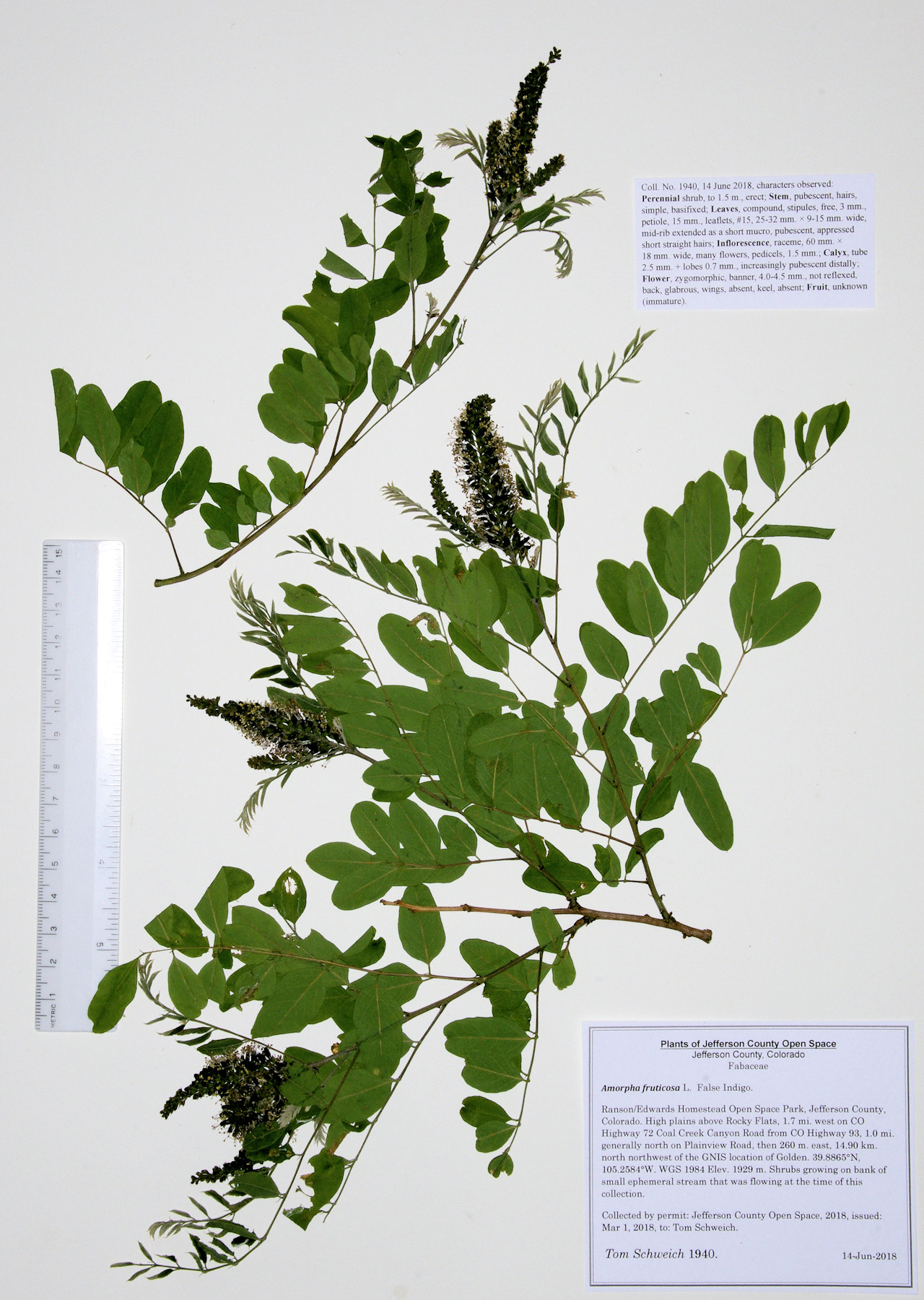 Fabaceae Amorpha fruticosa
