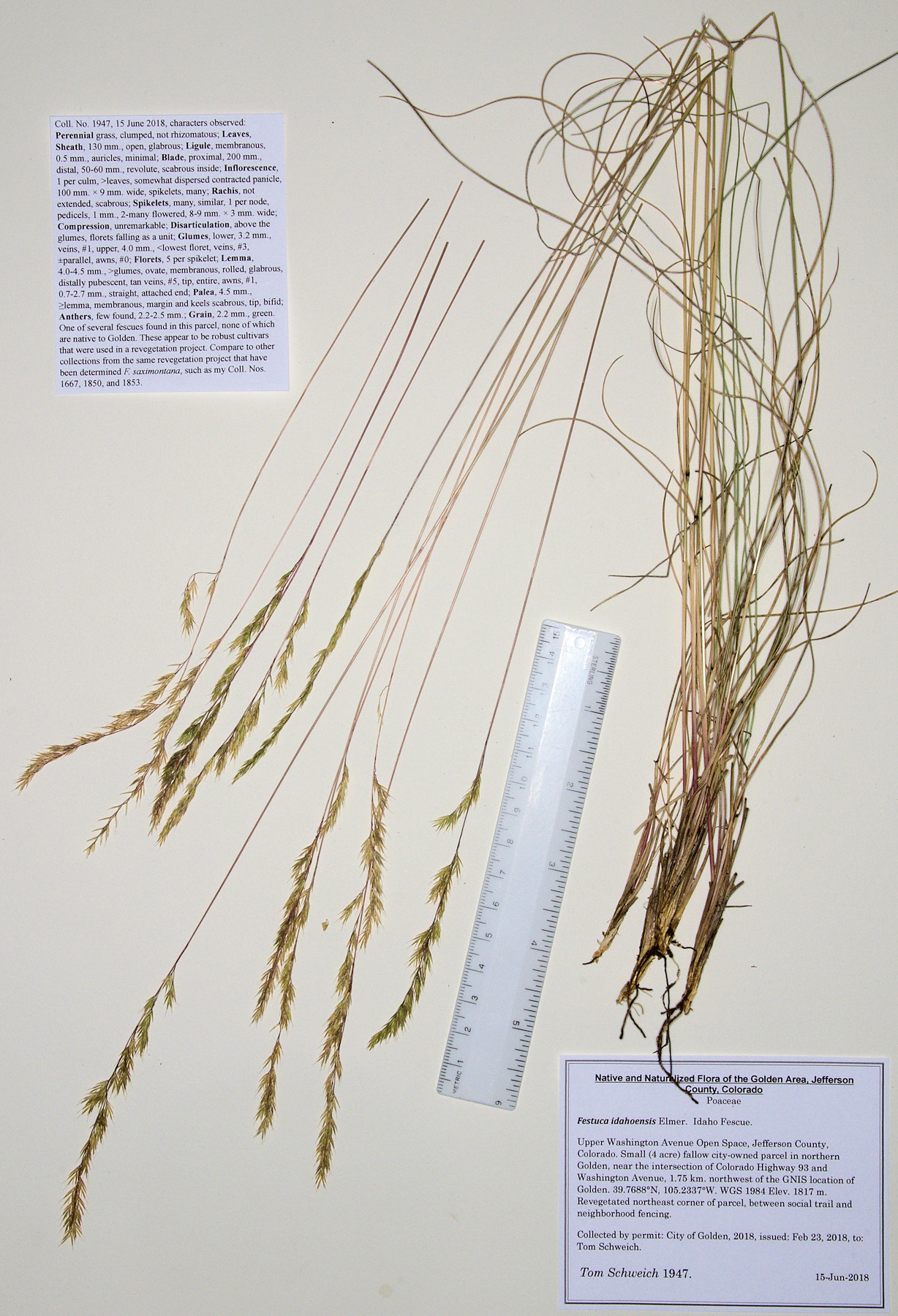 Poaceae Festuca idahoensis