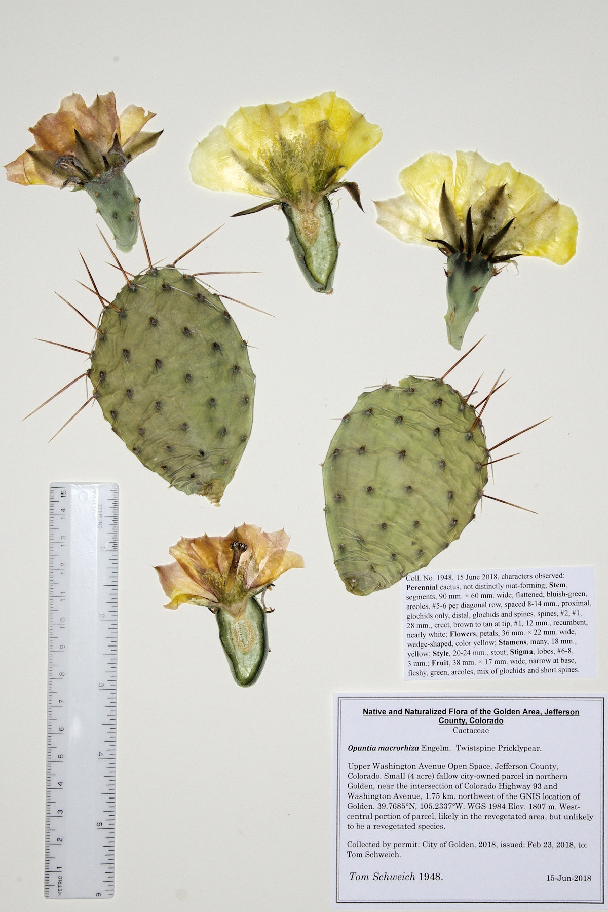 Cactaceae Opuntia macrorhiza