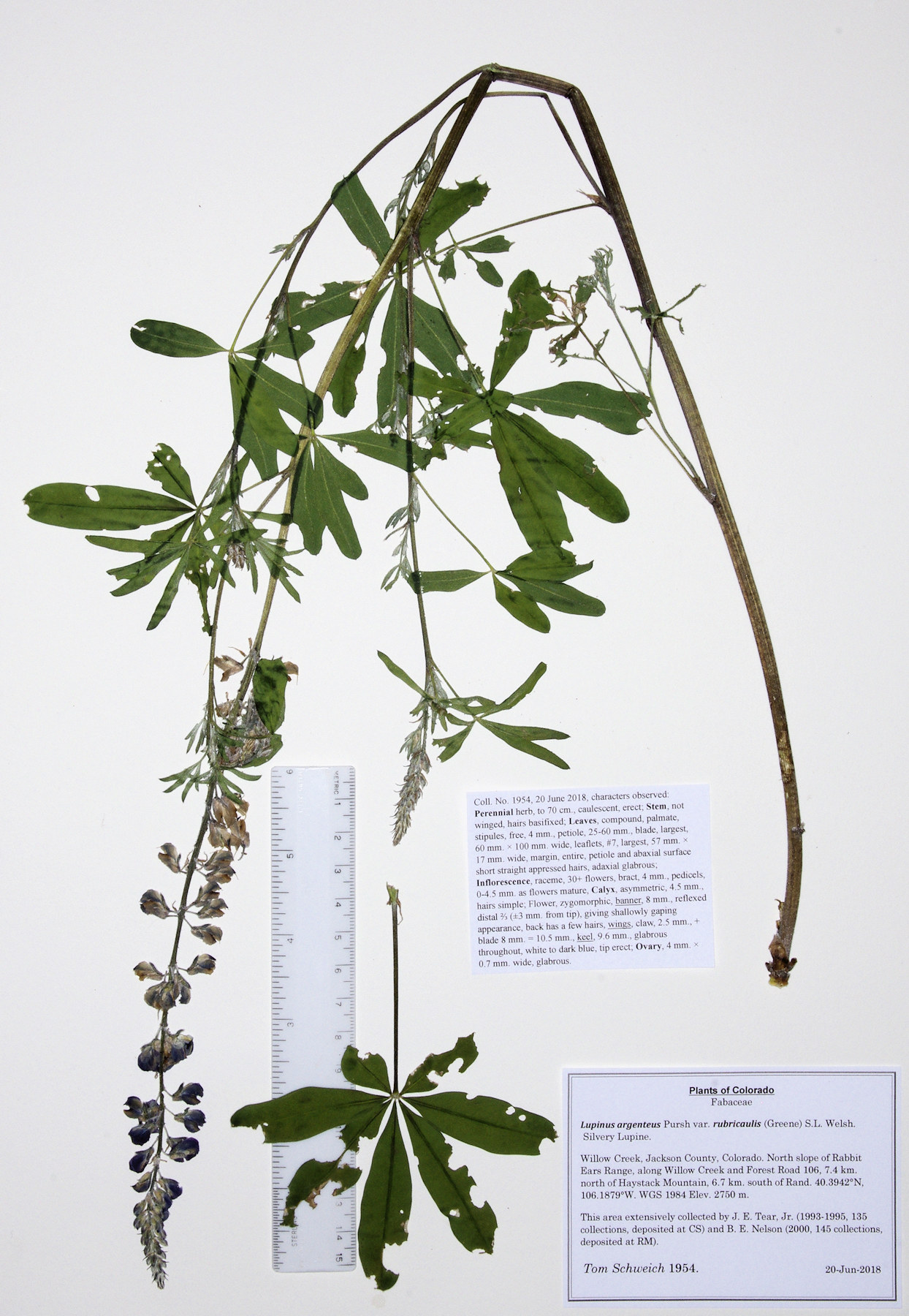 Fabaceae Lupinus argenteus rubricaulis