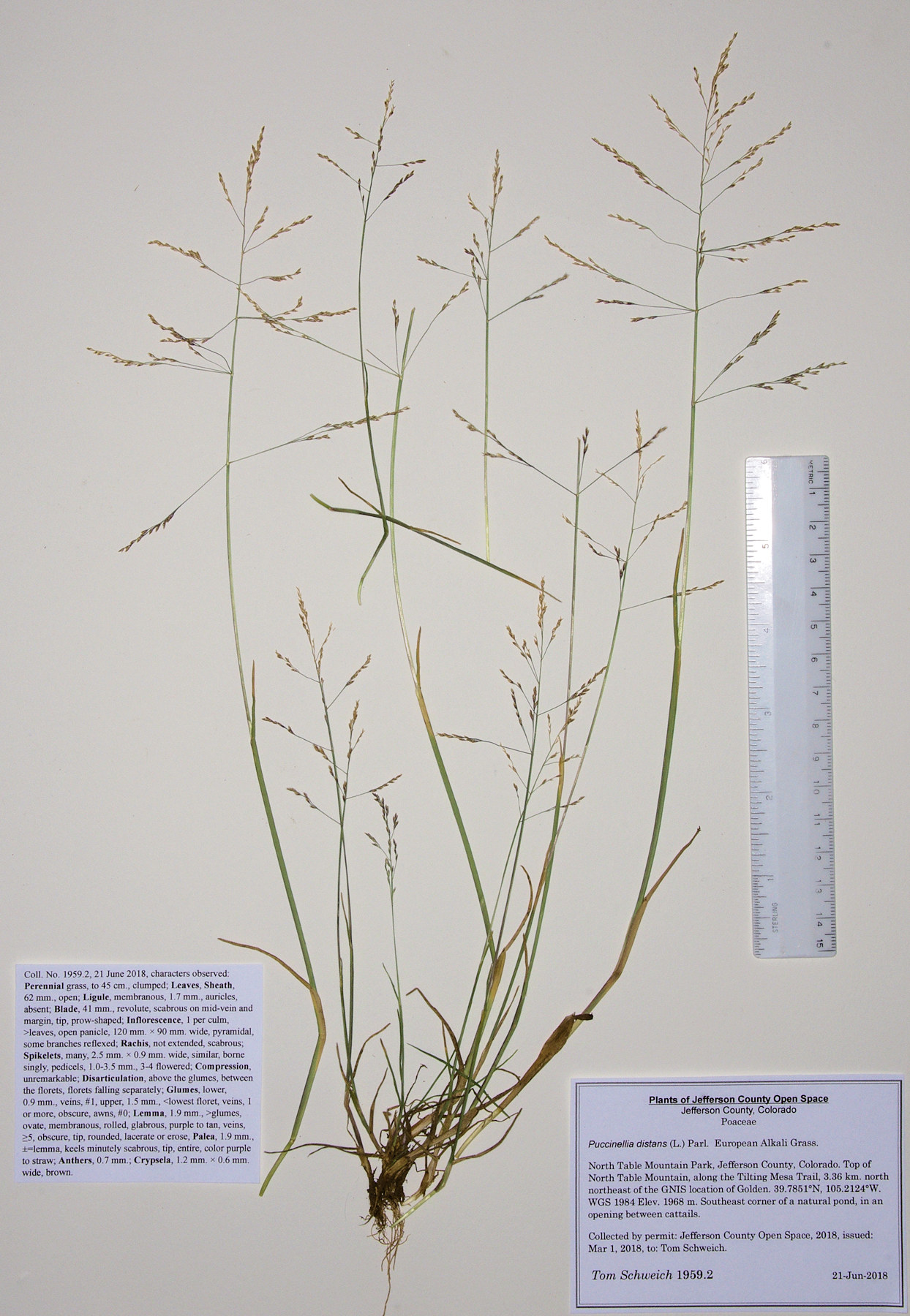 Poaceae Puccinellia distans