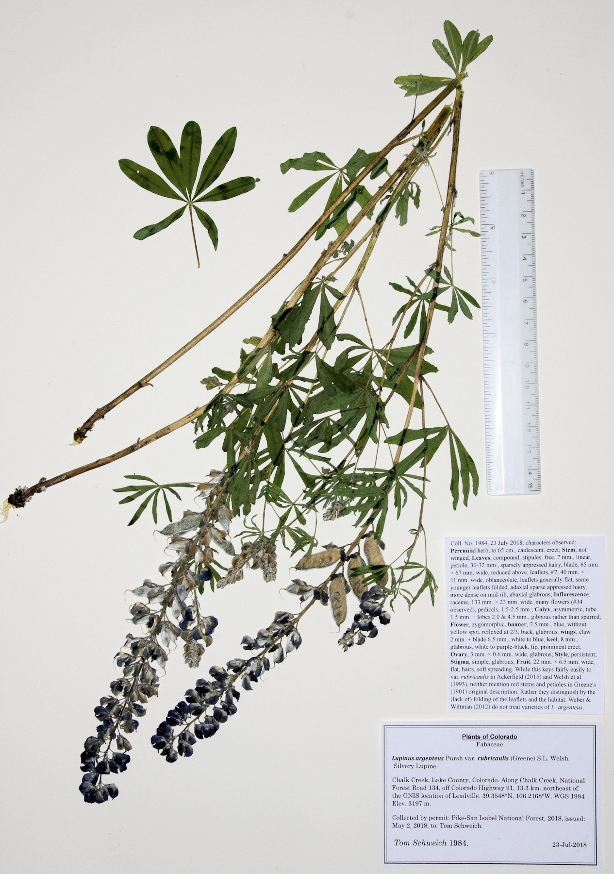 Fabaceae Lupinus argenteus rubricaulis