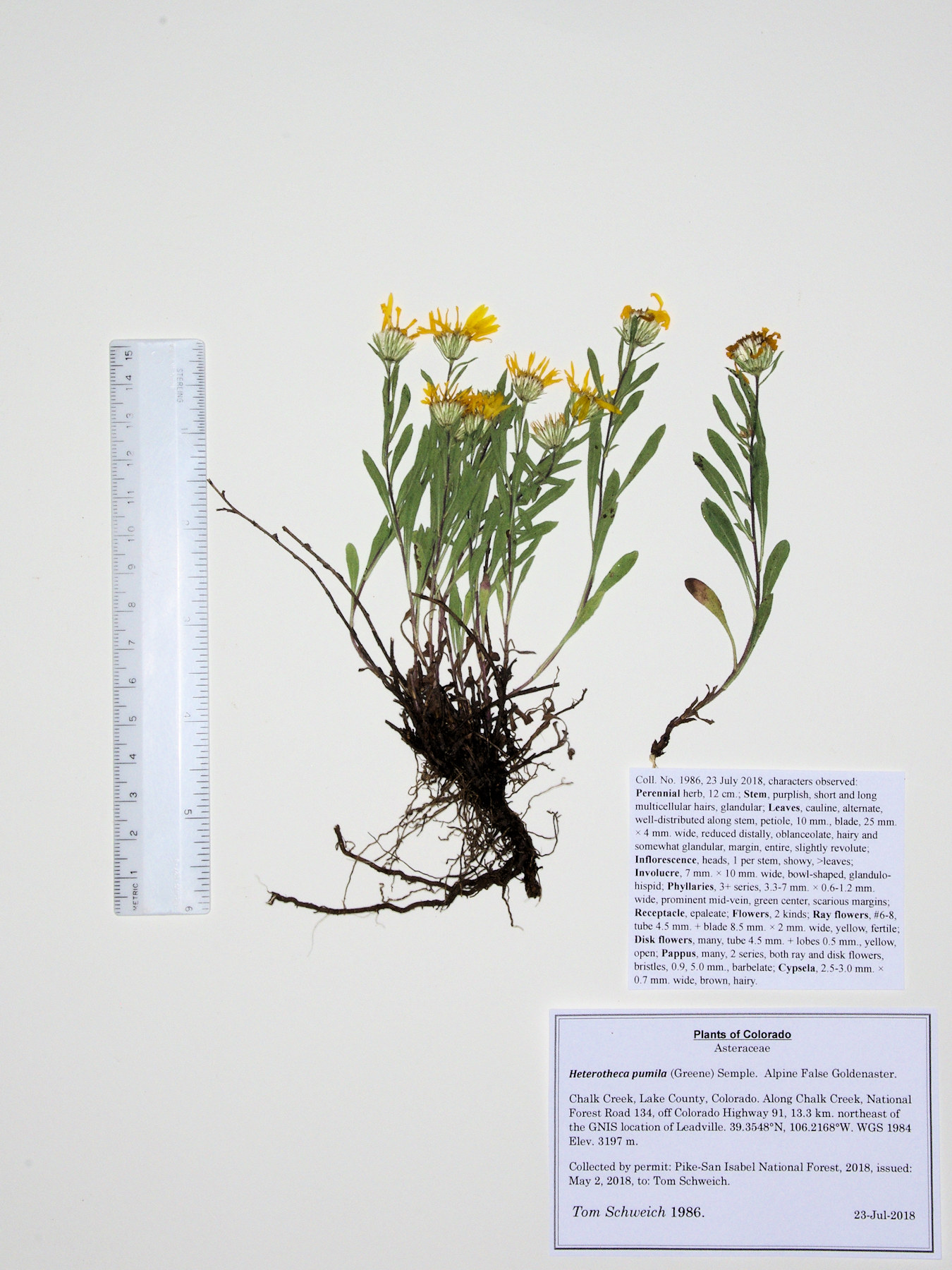 Asteraceae Heterotheca pumila