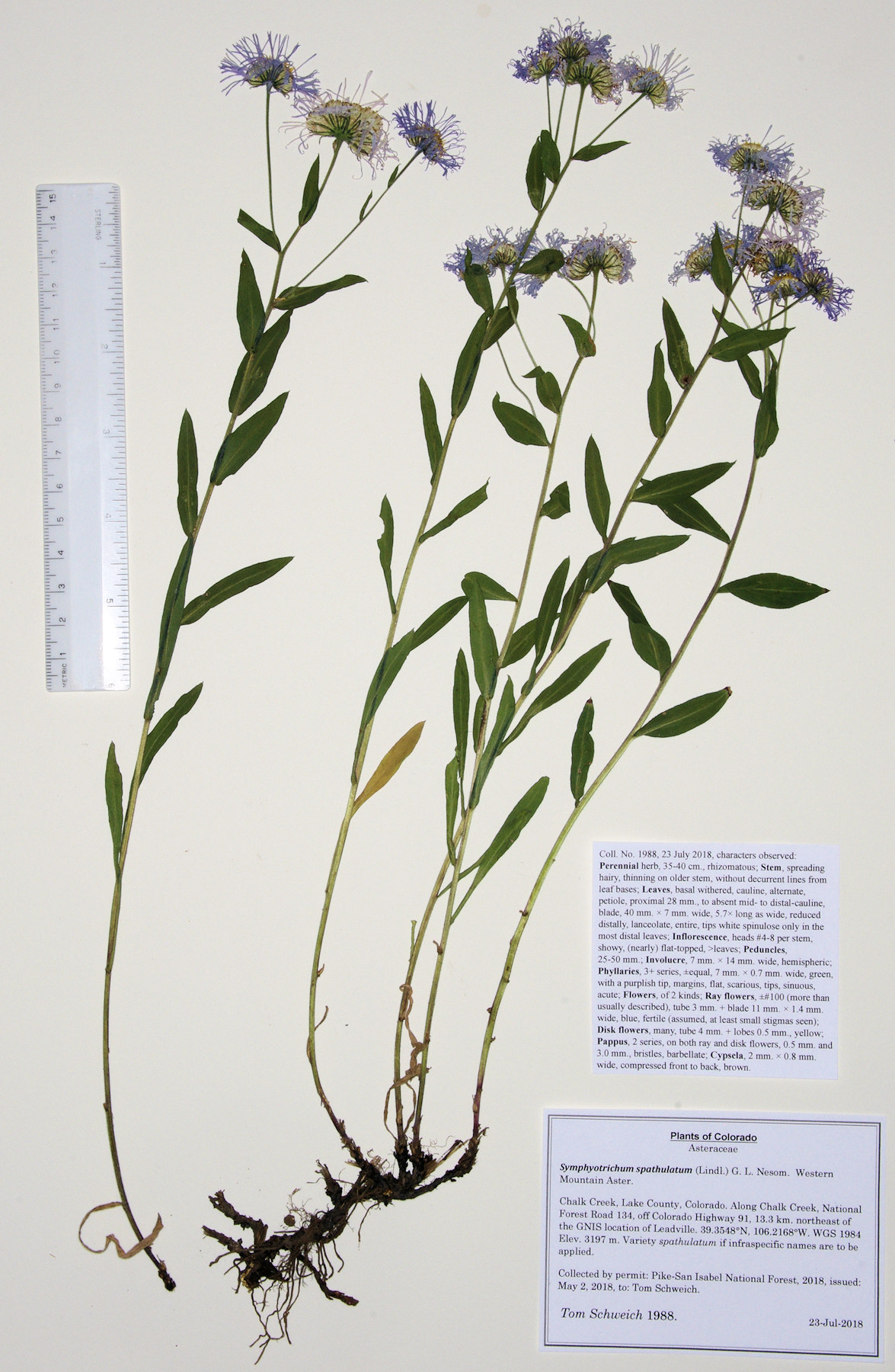 Asteraceae Erigeron subtrivervis