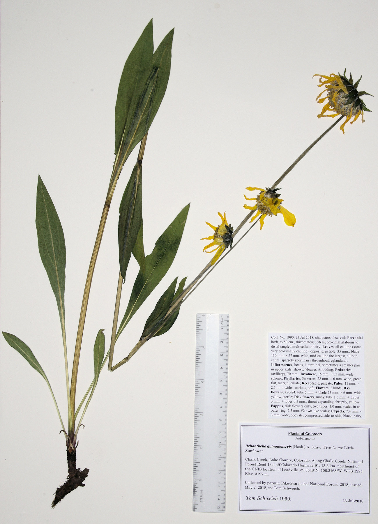 Asteraceae Helianthella quinquenervis