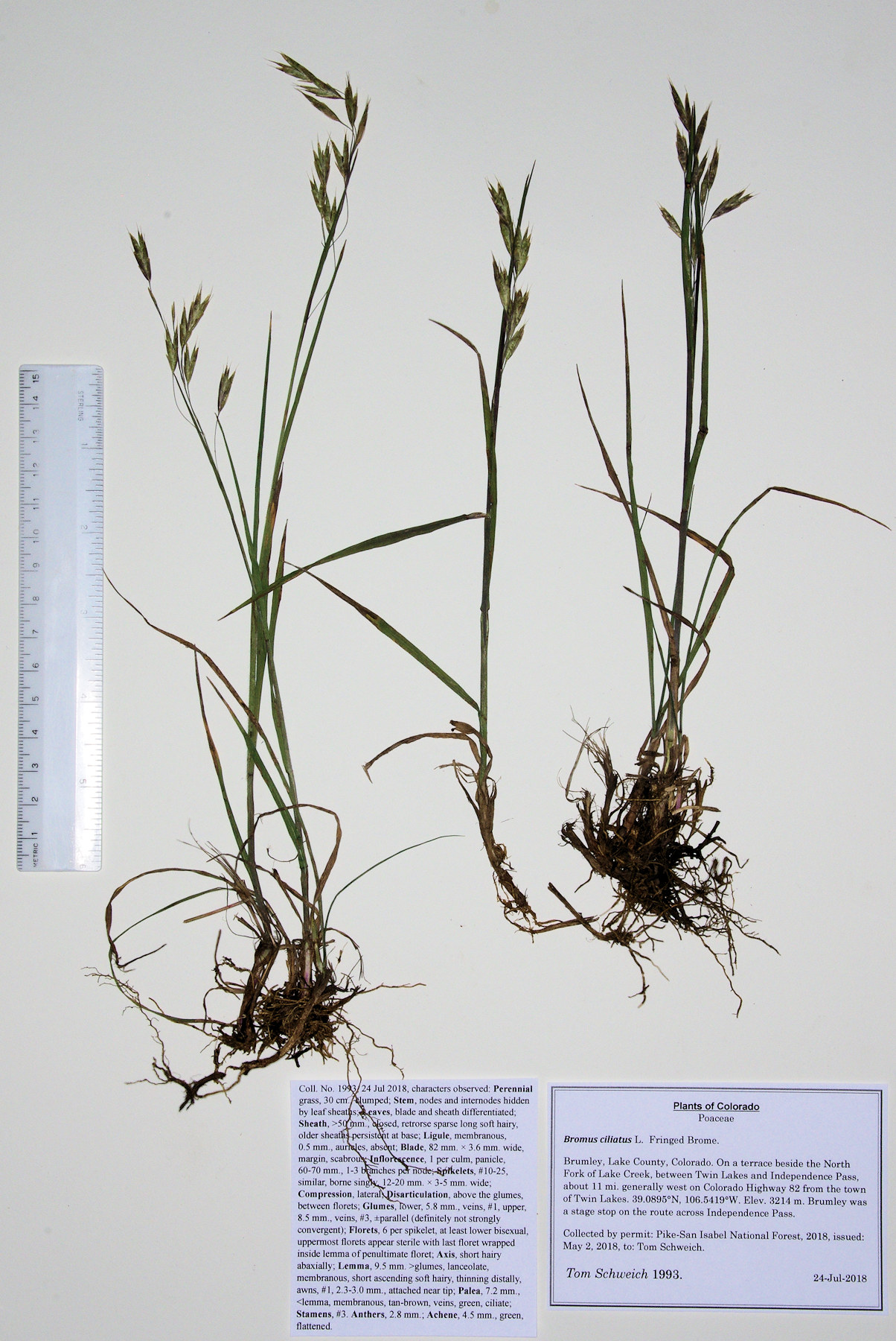 Poaceae Bromus ciliatus