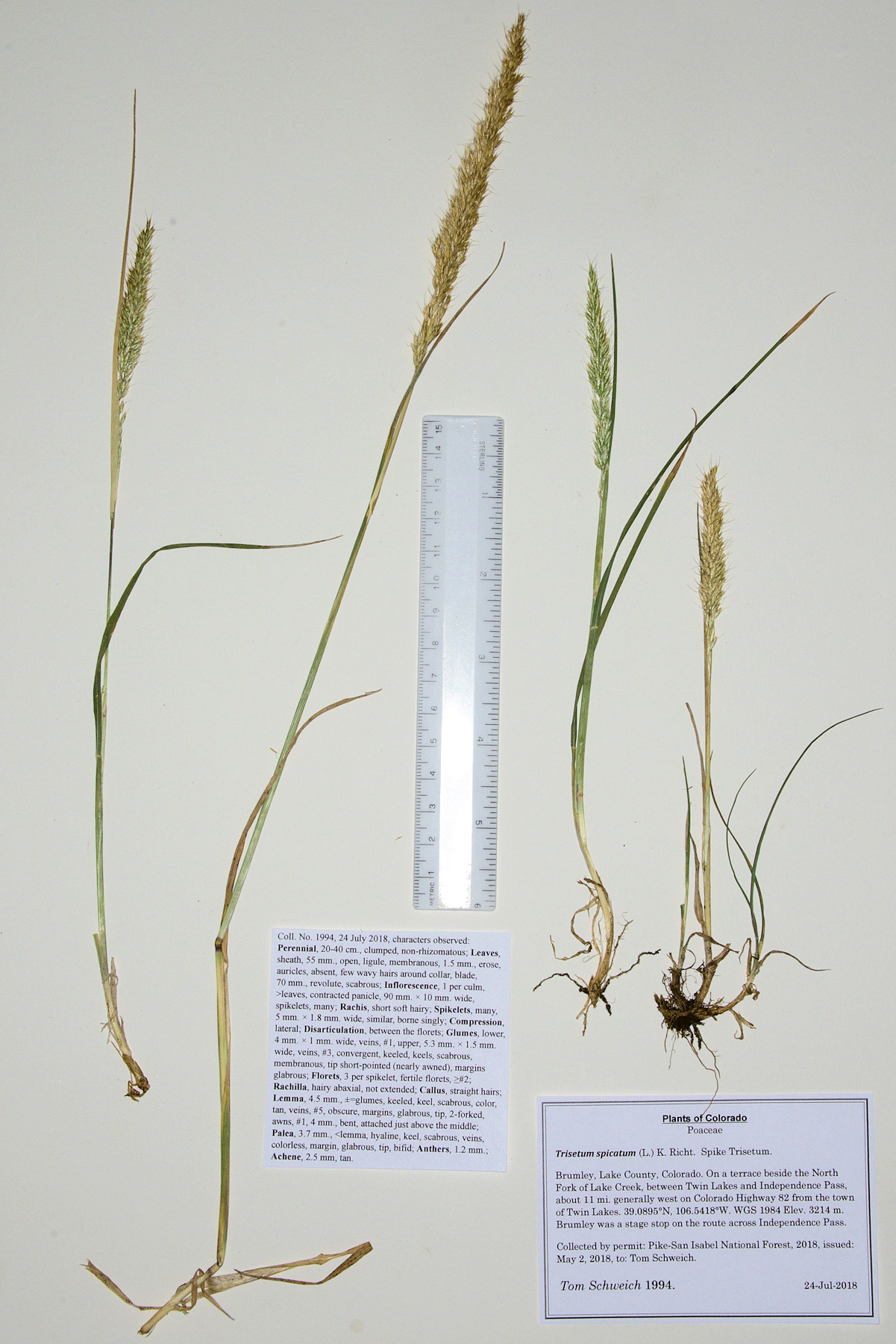 Poaceae Trisetum spicatum