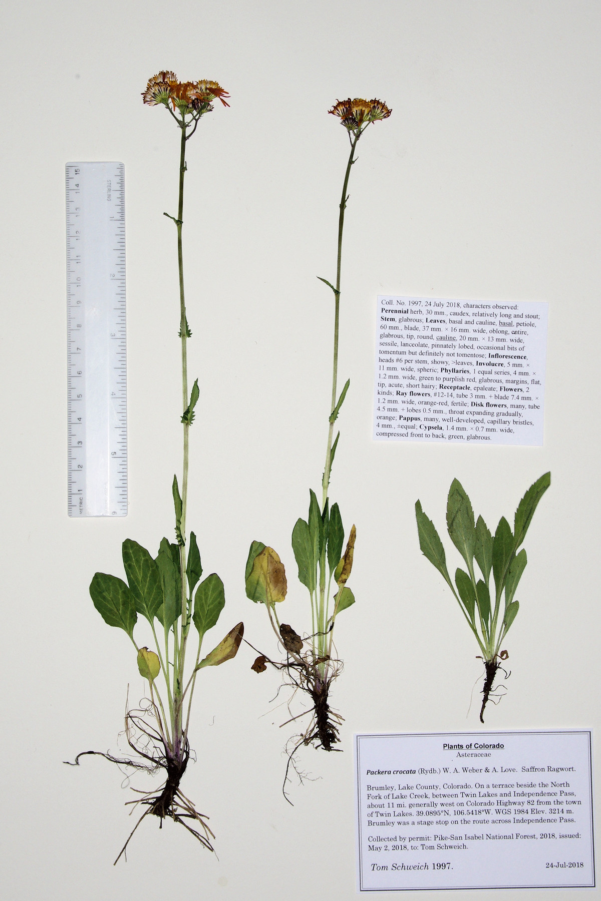 Asteraceae Packera crocata
