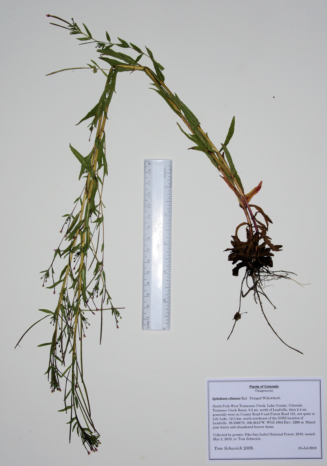 Onagraceae Epilobium ciliatum