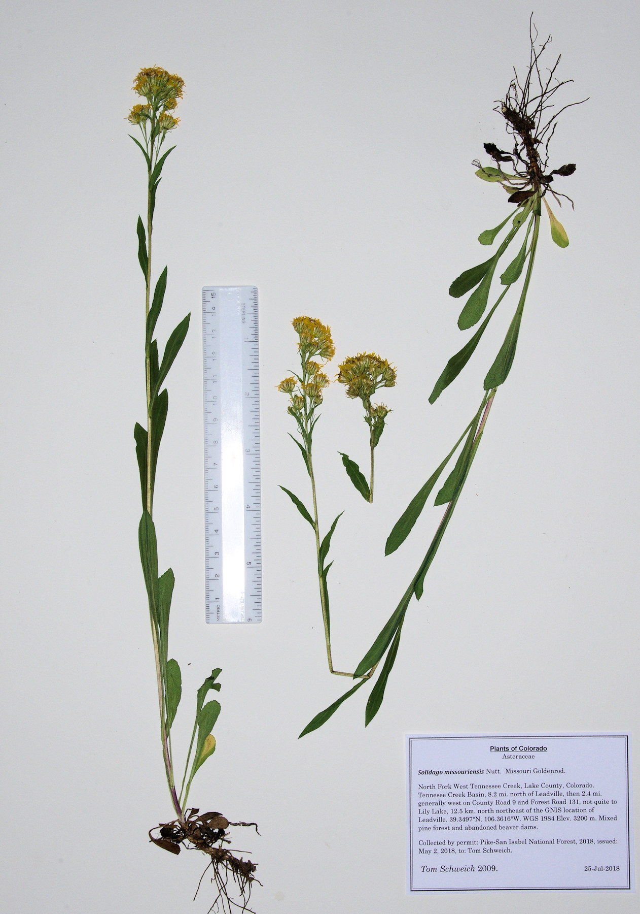 Asteraceae Solidago multiradiata