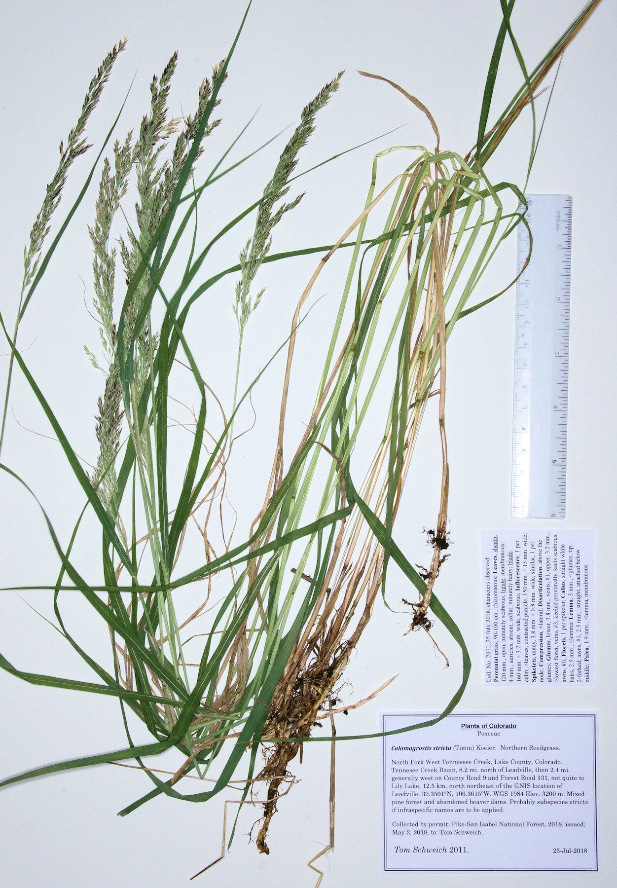 Poaceae Calamagrostis stricta