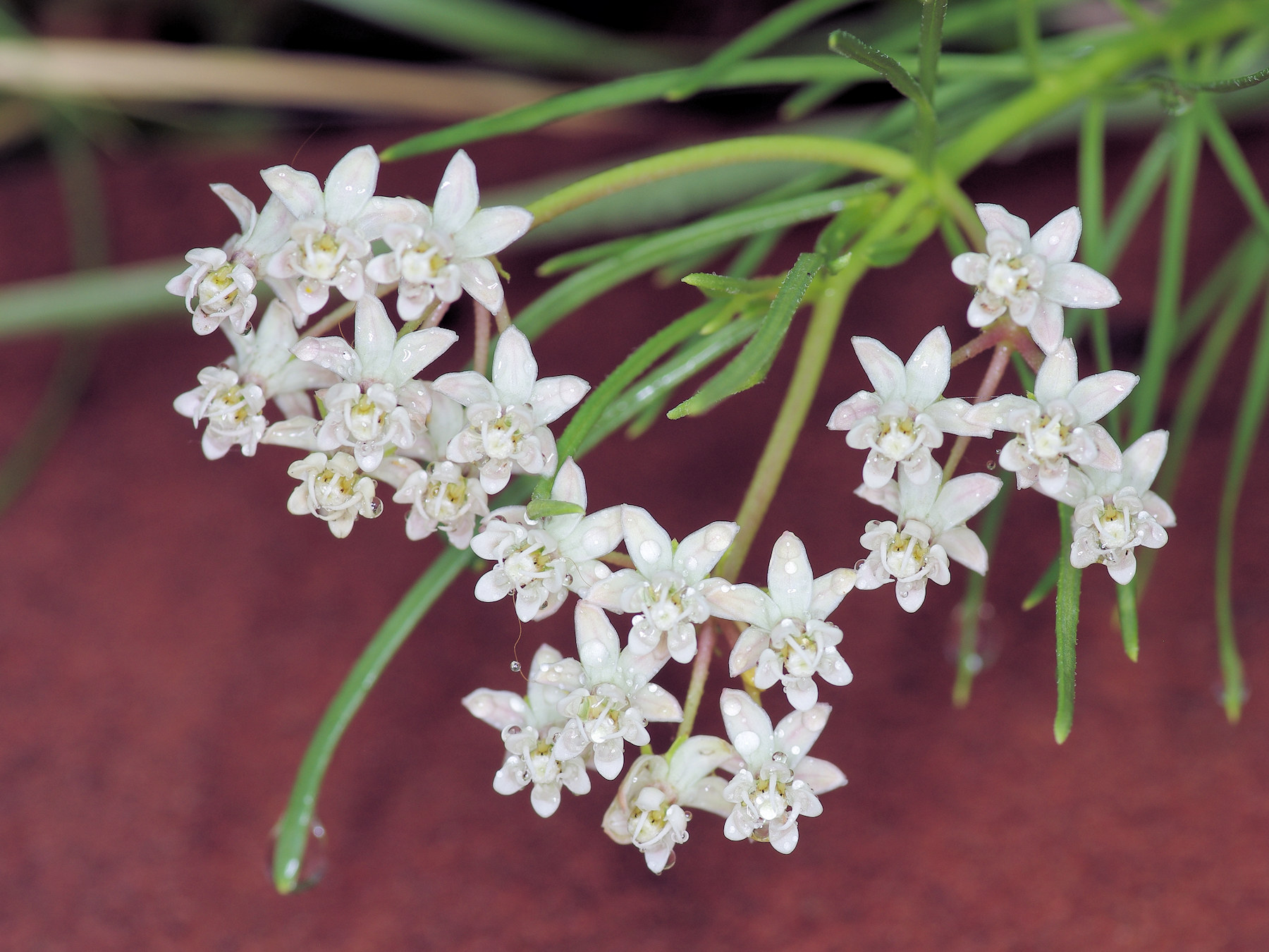 Asclepiadaceae Asclepias pumila
