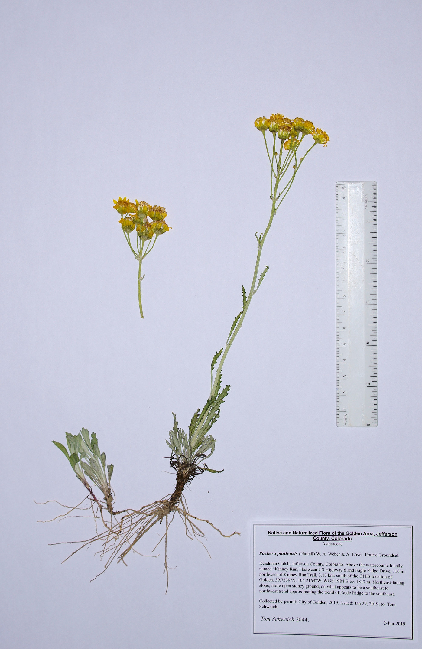 Asteraceae Packera fendleri