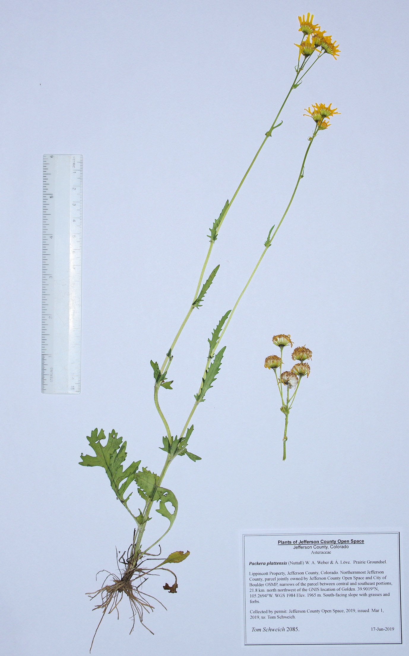 Asteraceae Packera plattensis