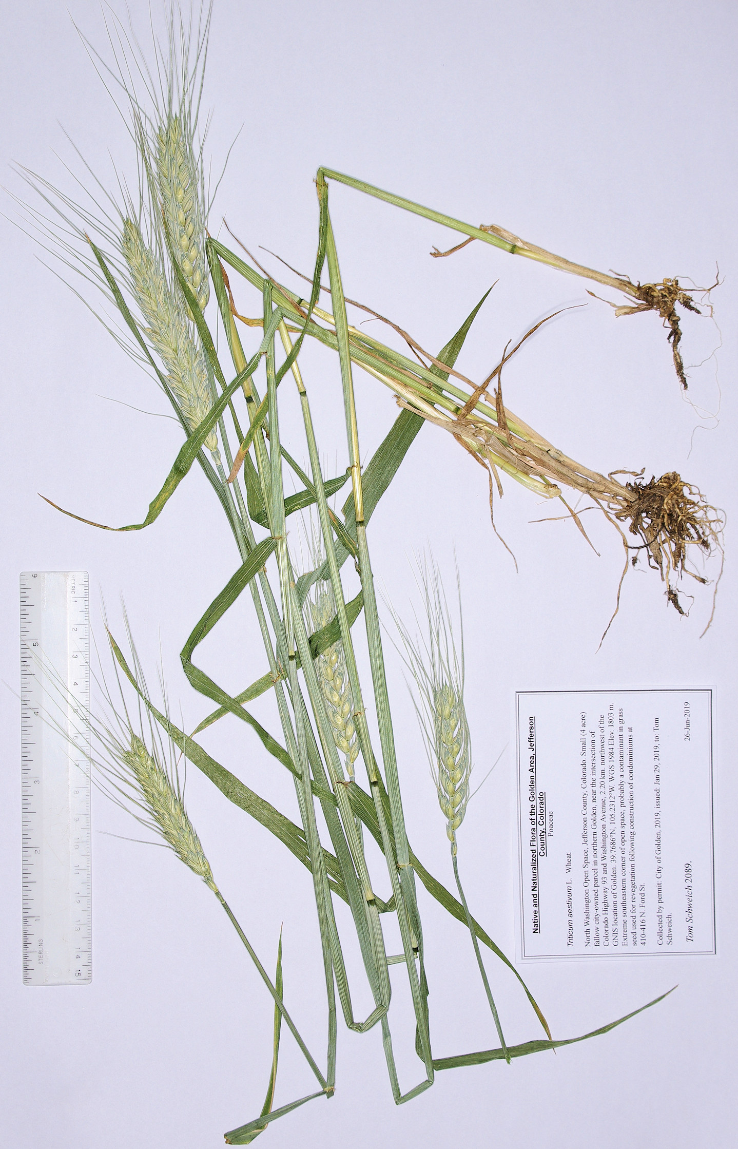Poaceae Triticum aestivum