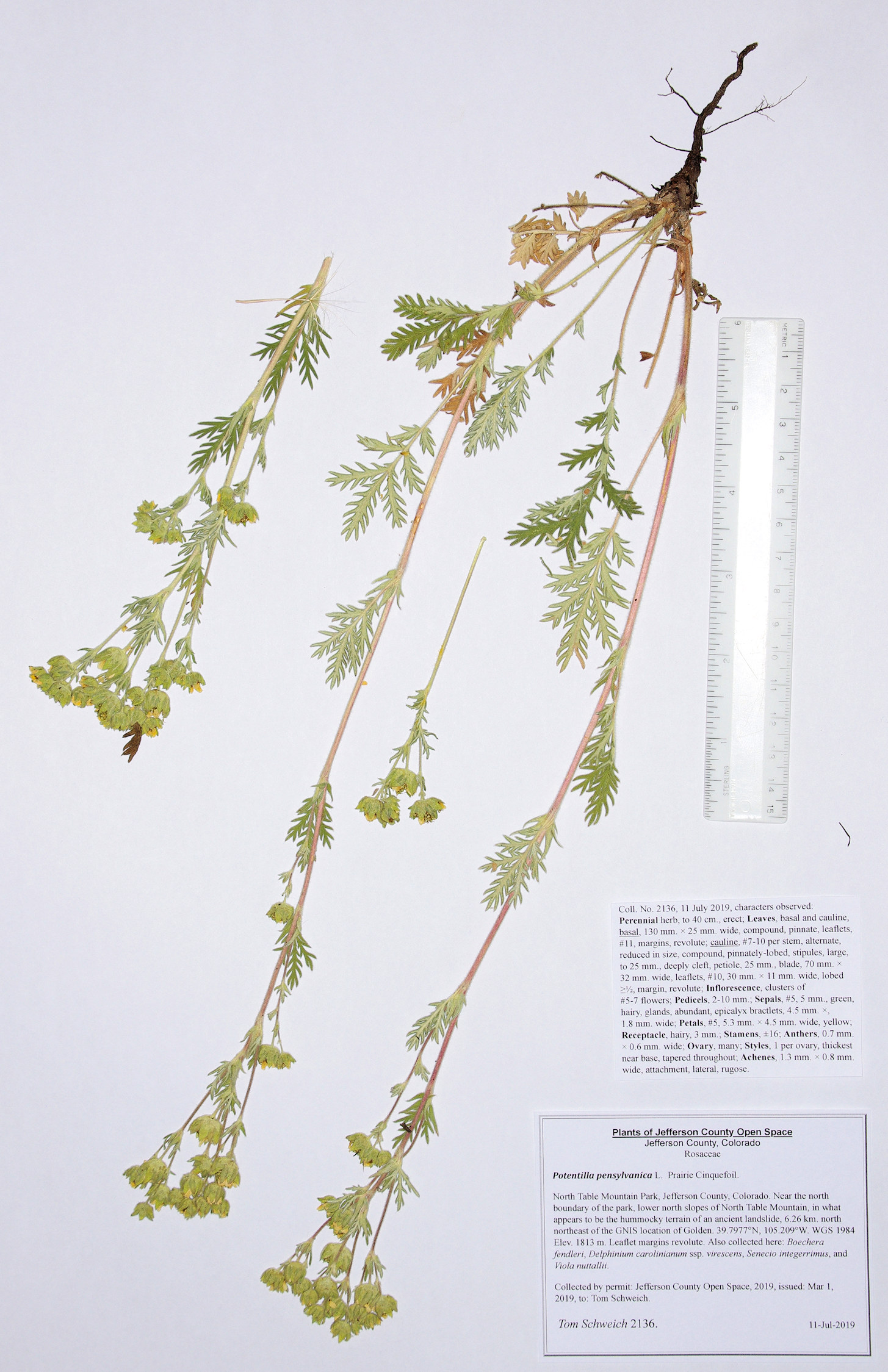 Rosaceae Potentilla pensylvanica