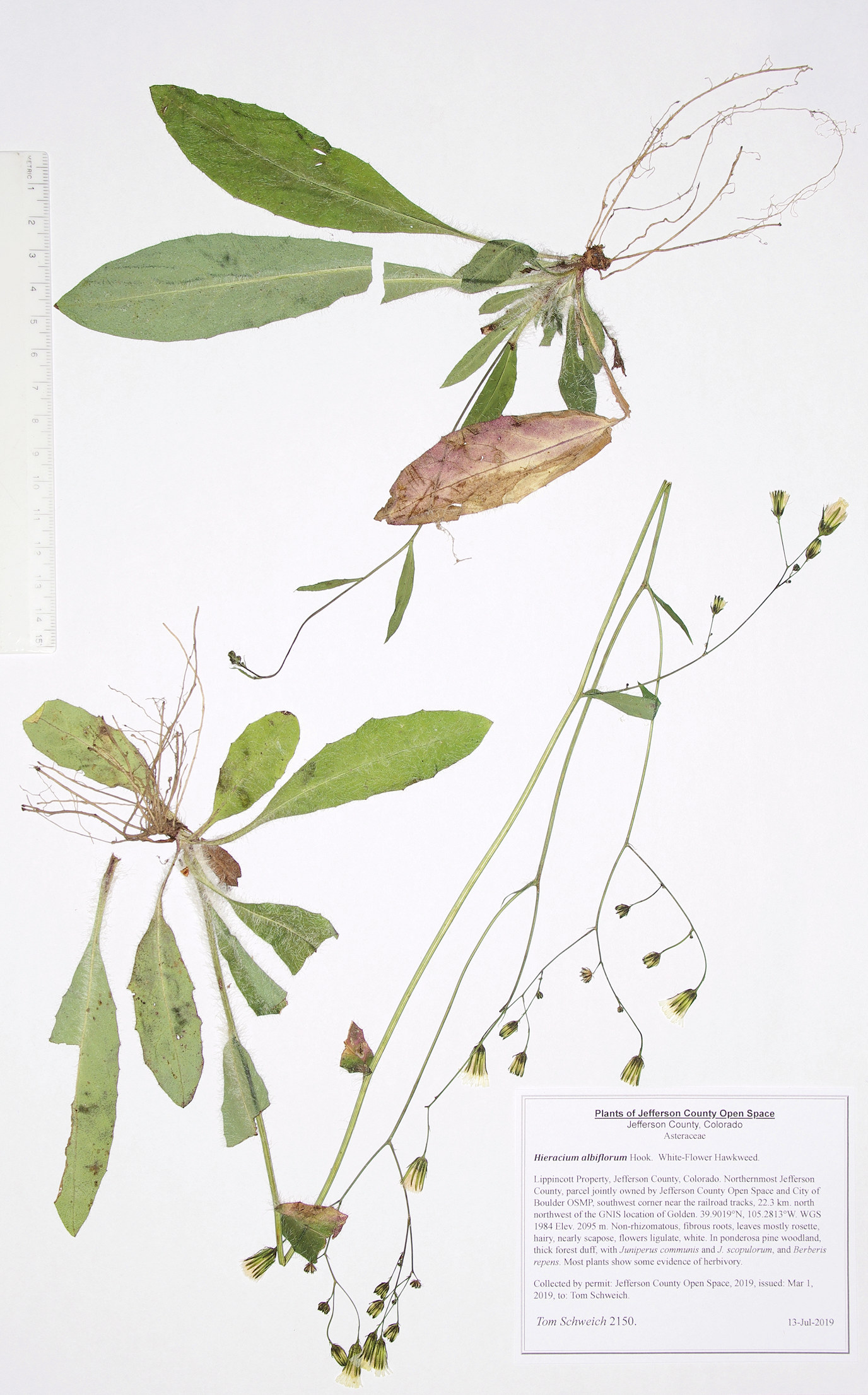 Asteraceae Hieracium albiflorum