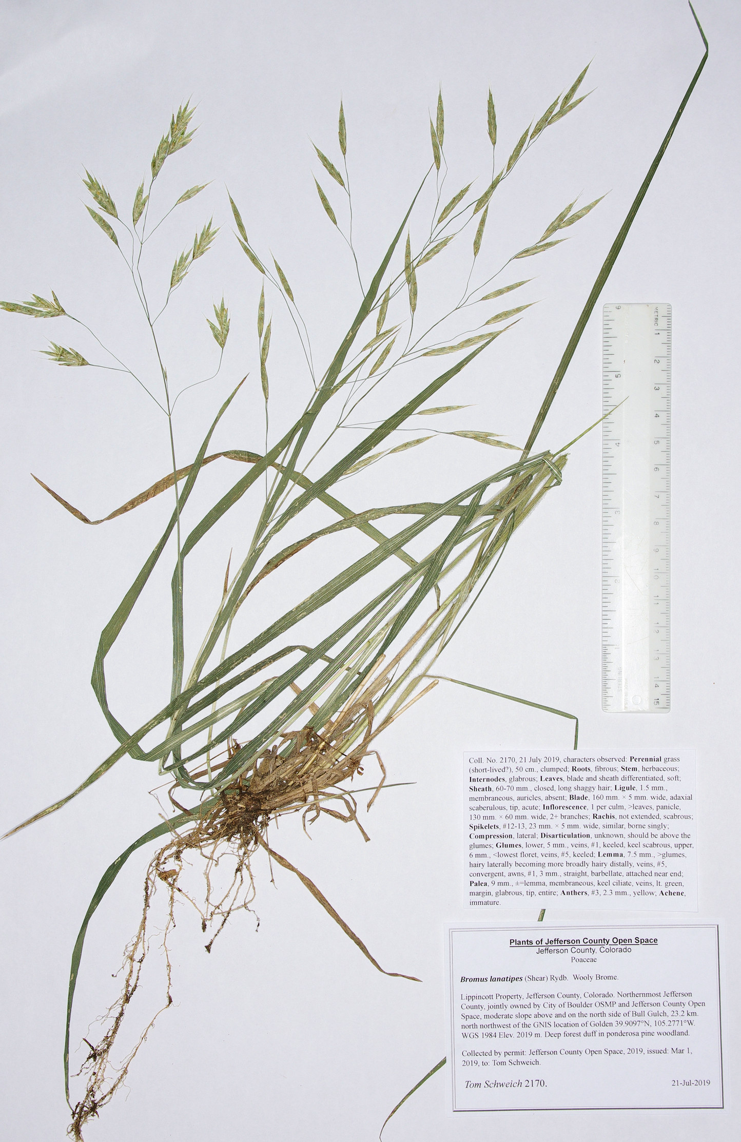 Poaceae Bromus lanatipes