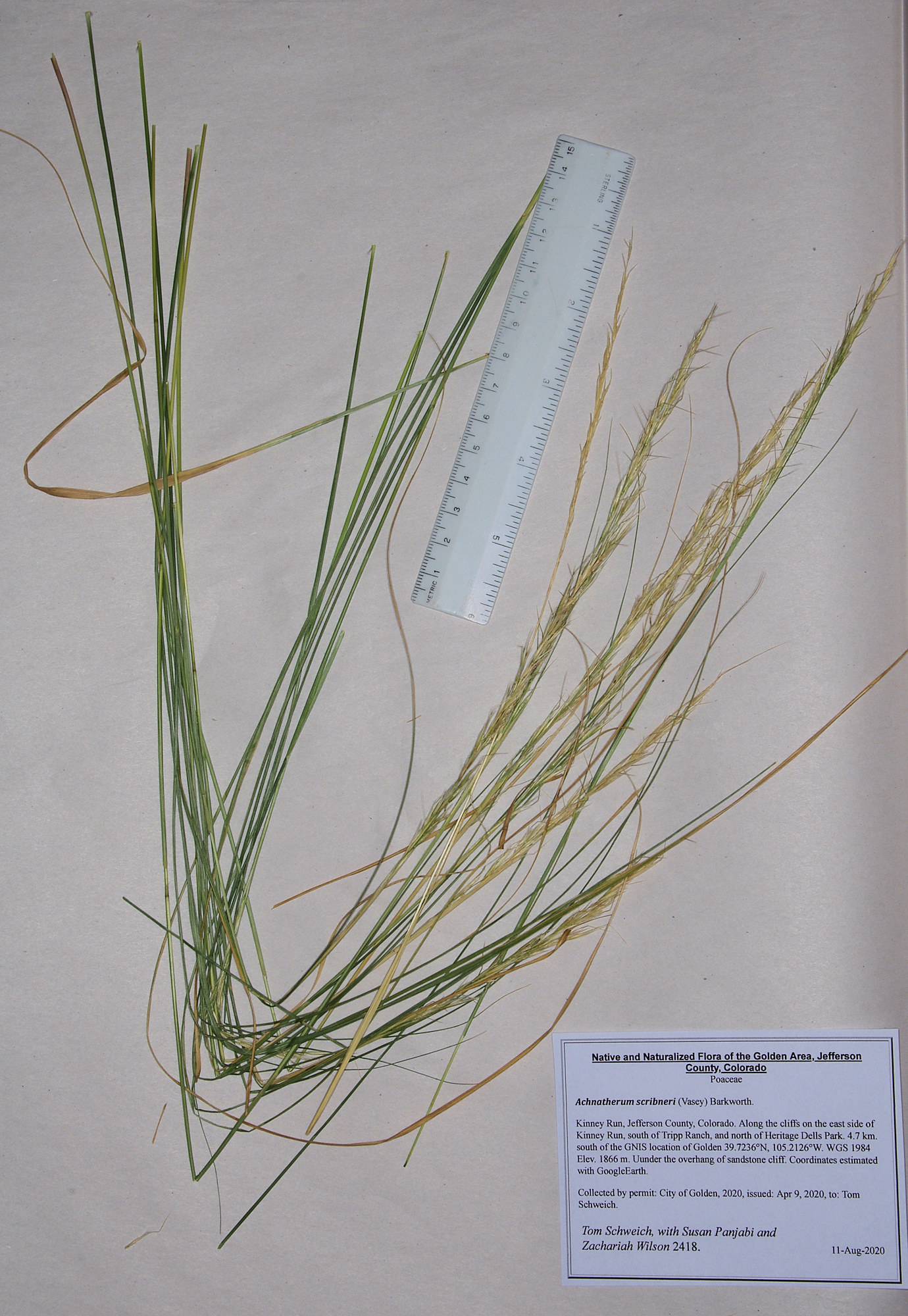 Poaceae Achnatherum scribneri