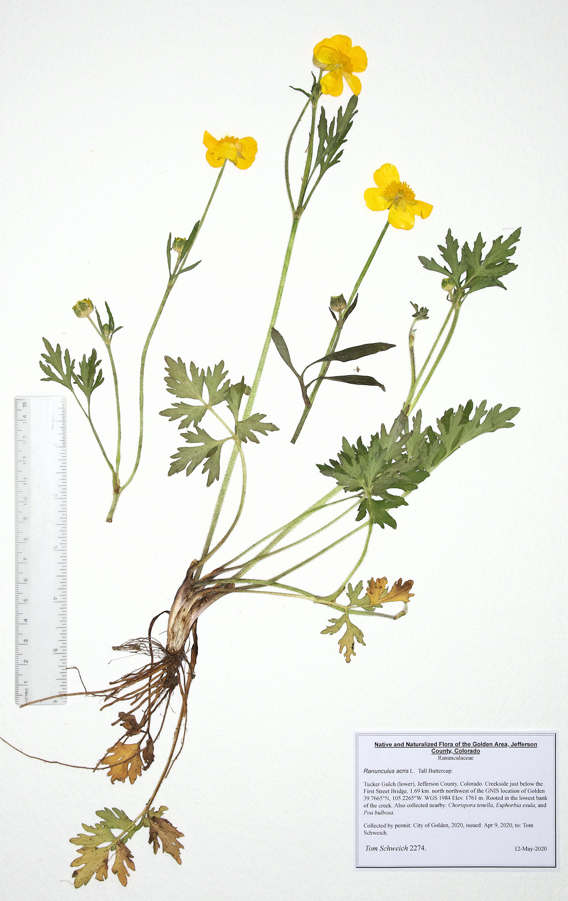 Ranunculaceae Ranunculus acris