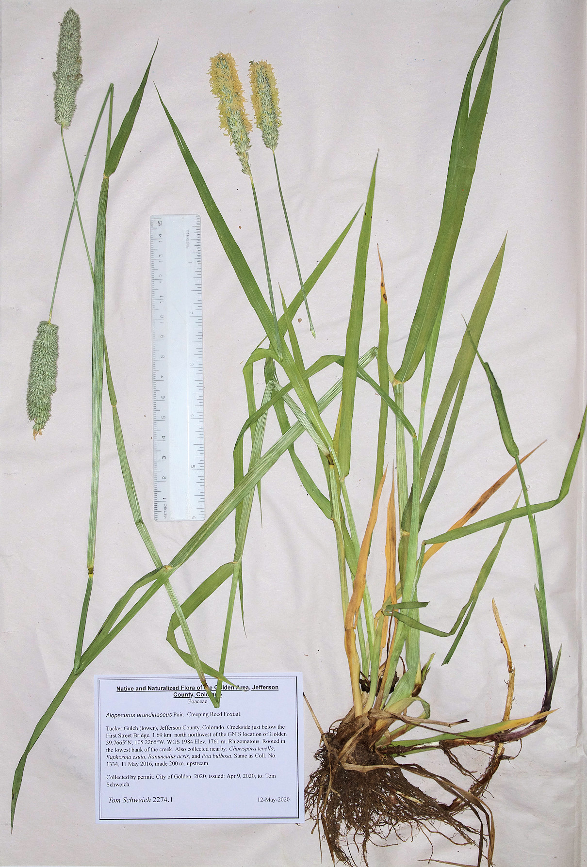 Poaceae Alopecurus arundinaceus