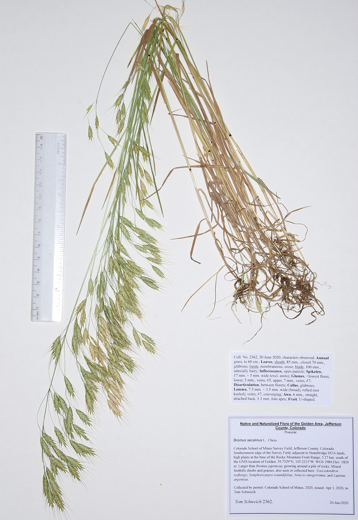 Poaceae Bromus secalinus