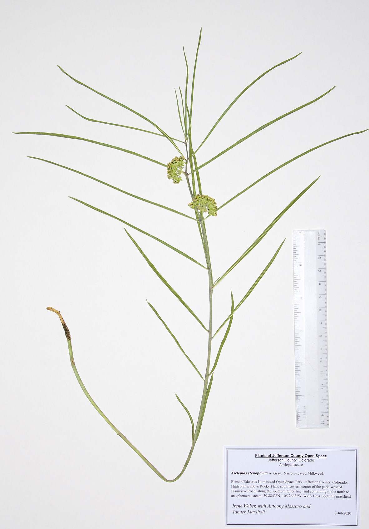 Asclepiadaceae Asclepias stenophylla