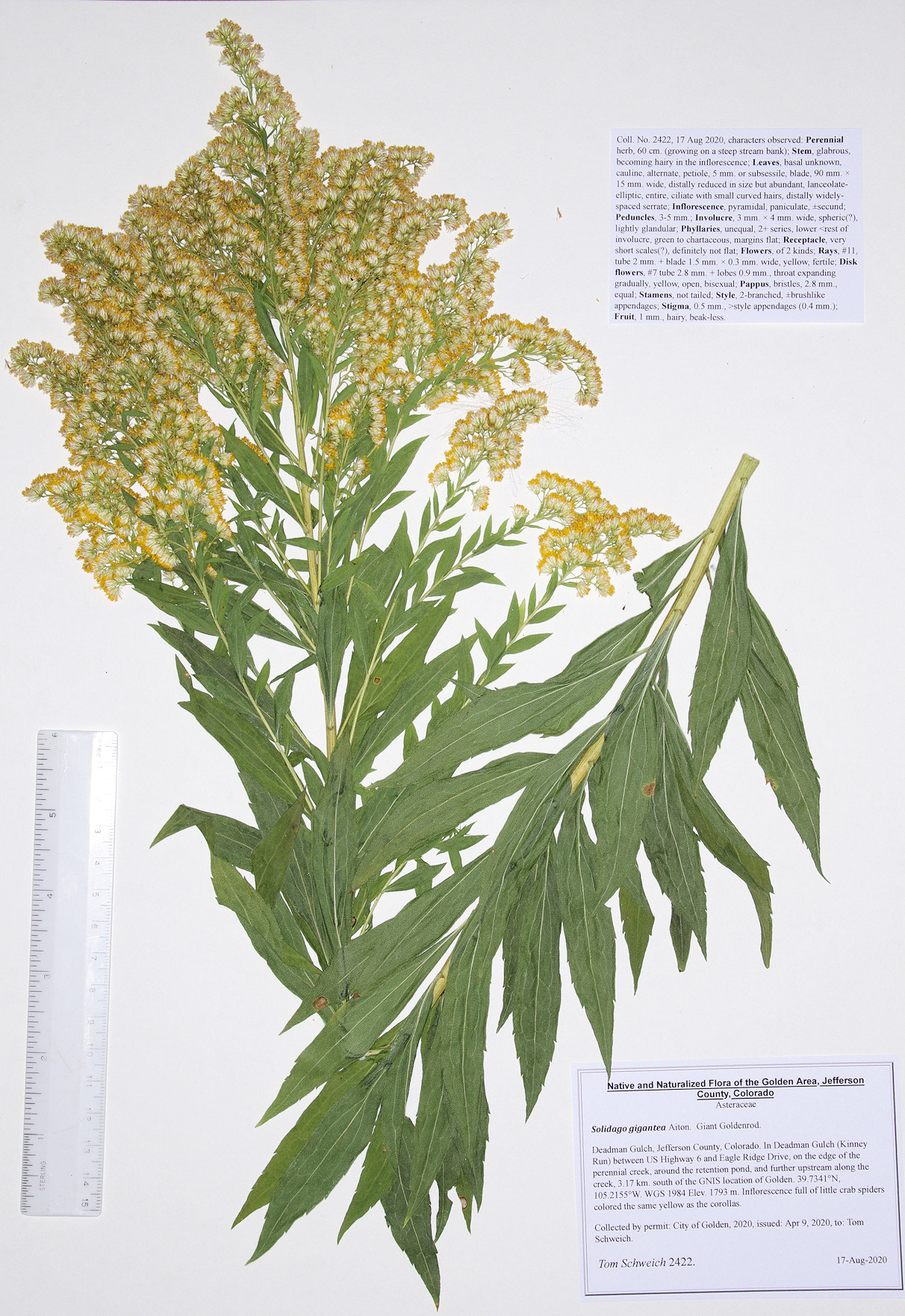 Asteraceae Solidago gigantea