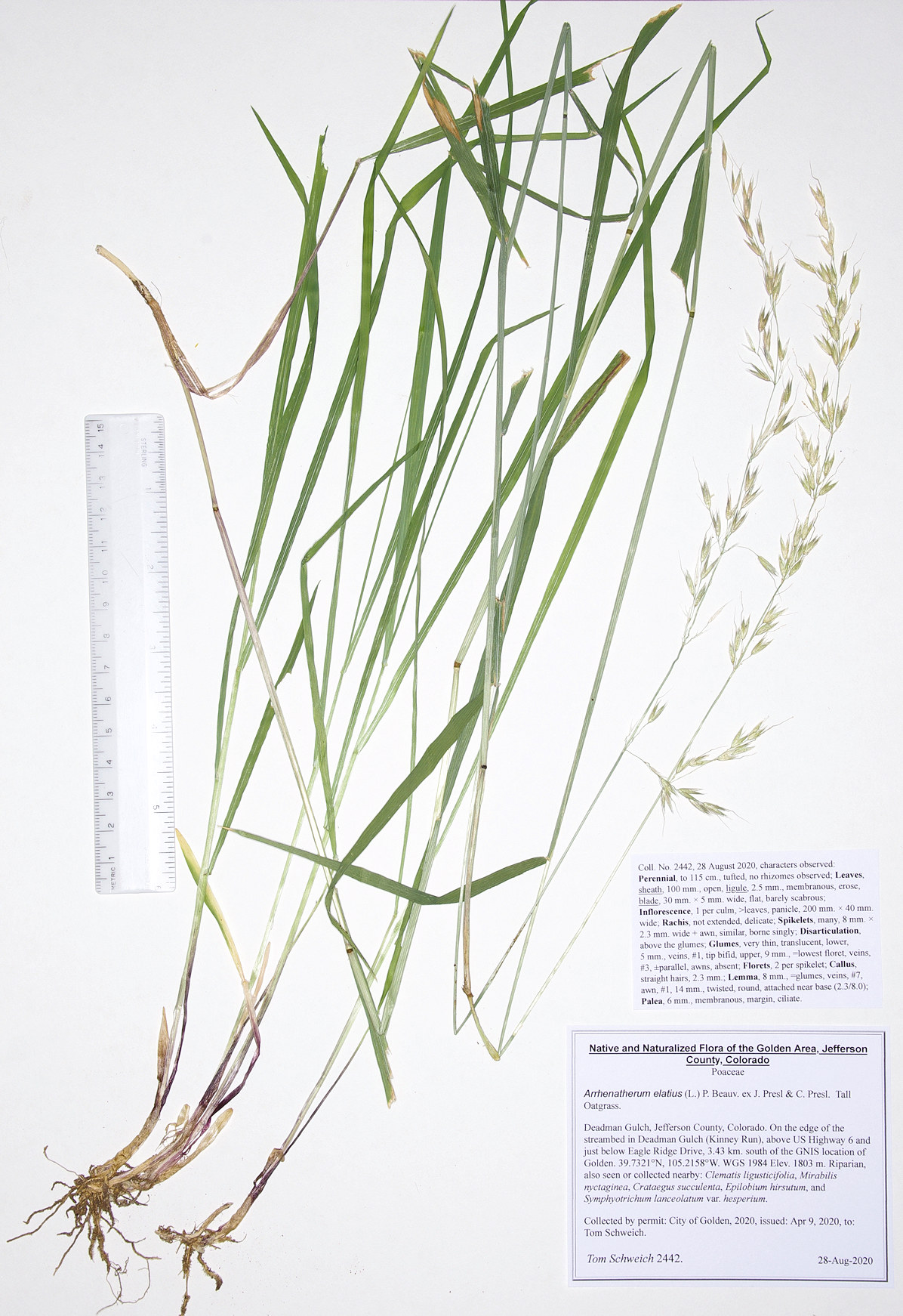 Poaceae Arrhenatherum elatius