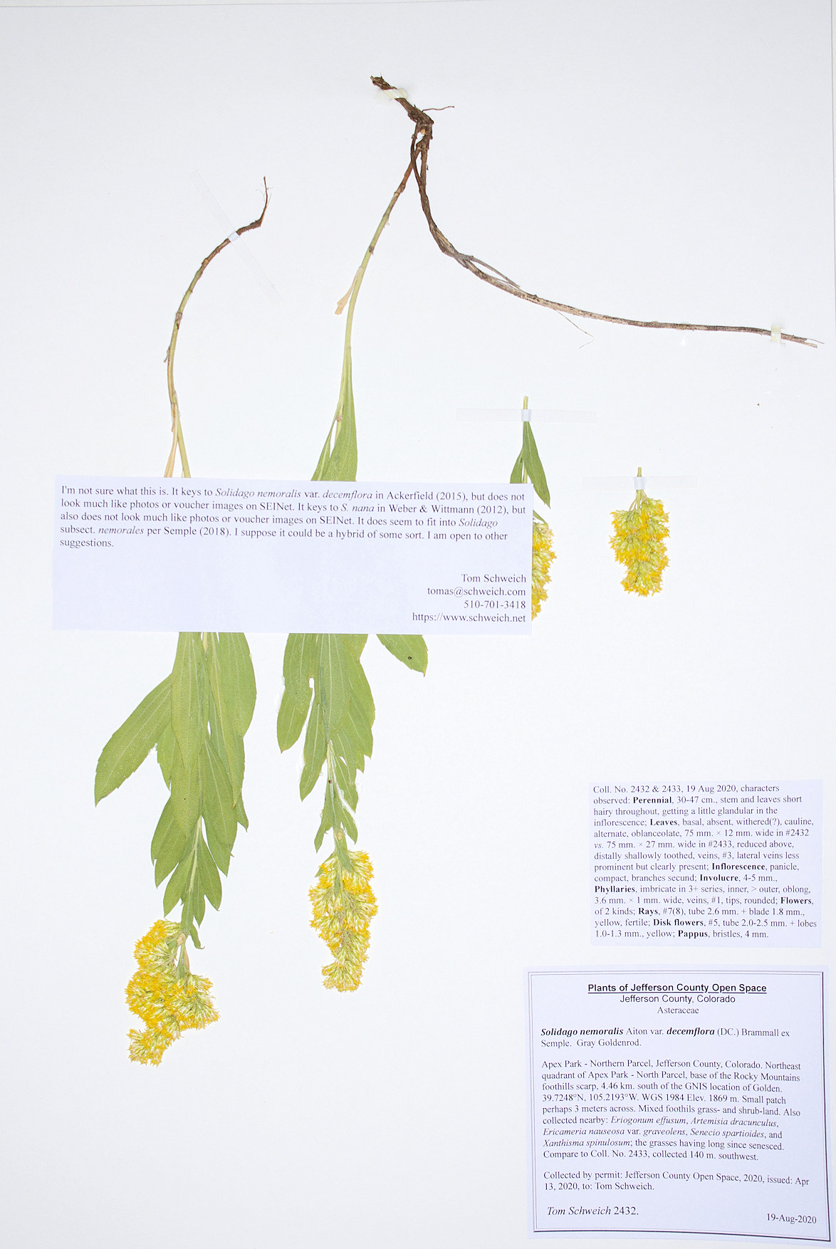 Asteraceae Solidago nemoralis decemflora
