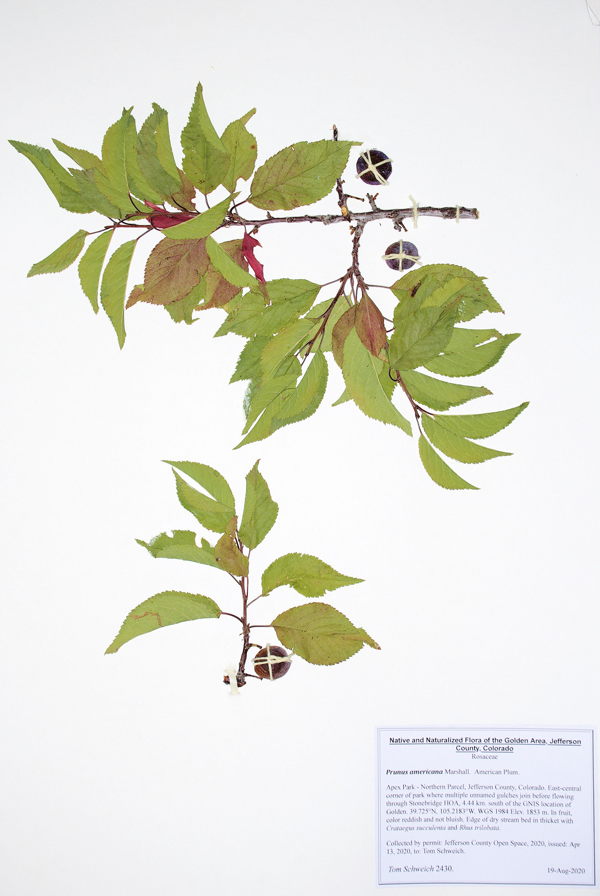 Rosaceae Prunus americana